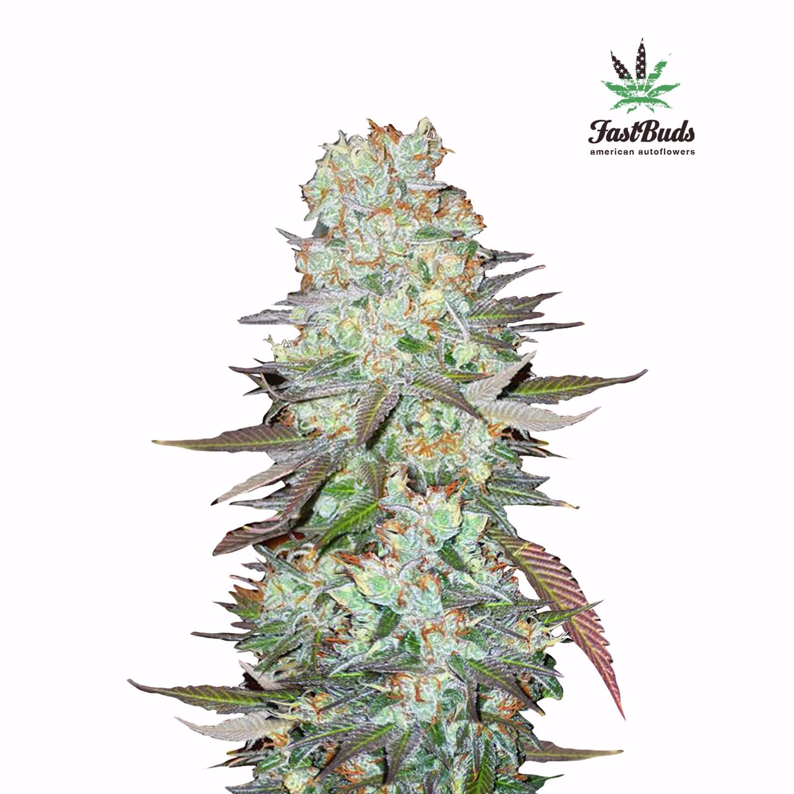 Fast Buds Autoflowering Cannabis Seeds: G14 | Fast Buds | Leafly