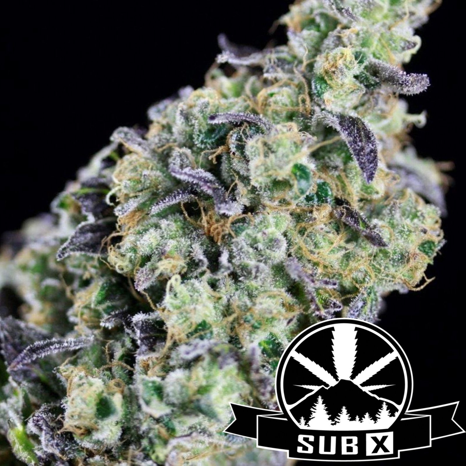 Crypto Cookies Strain Leafly - j13hcyg