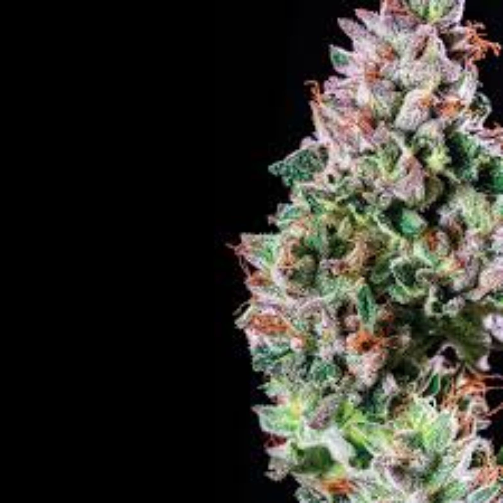 Poppy Flower Melonade Leafly