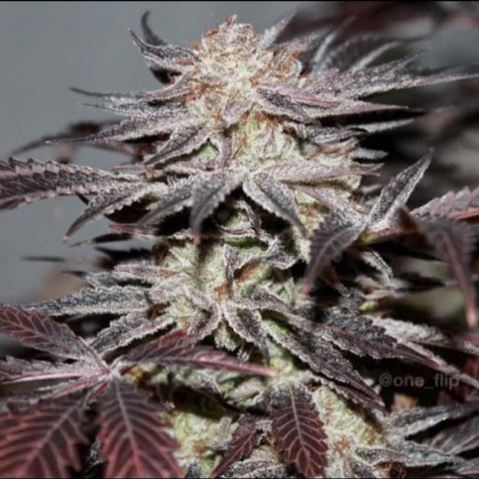 United Cannabis Seeds Alien OG Feminized Leafly   EE2lXTT3q16v9JVTHRFg Alien OG Feminized Cannabis Seeds 