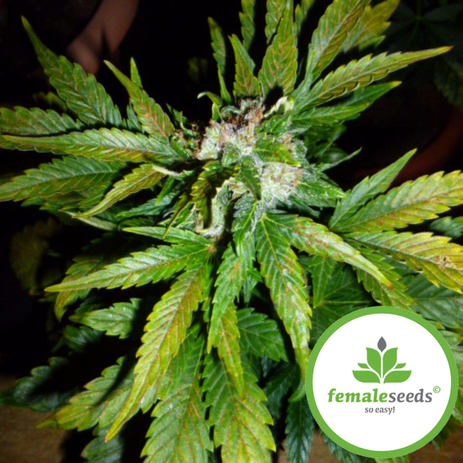 Female Seeds Auto Kush Leafly