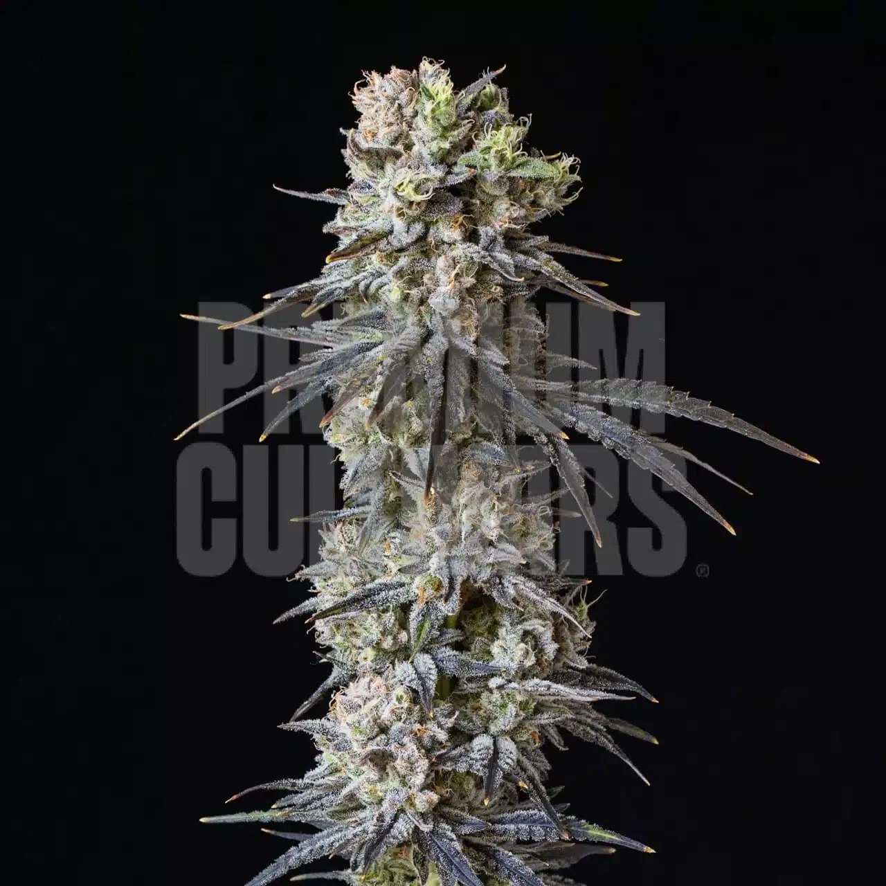 Premium Cultivars Gushers Leafly