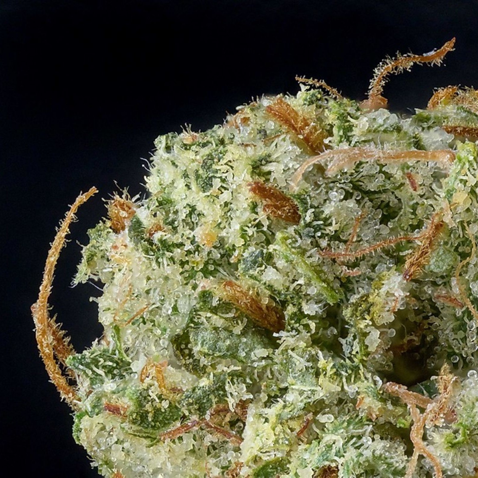 Poppy Flower Jet Fuel Leafly