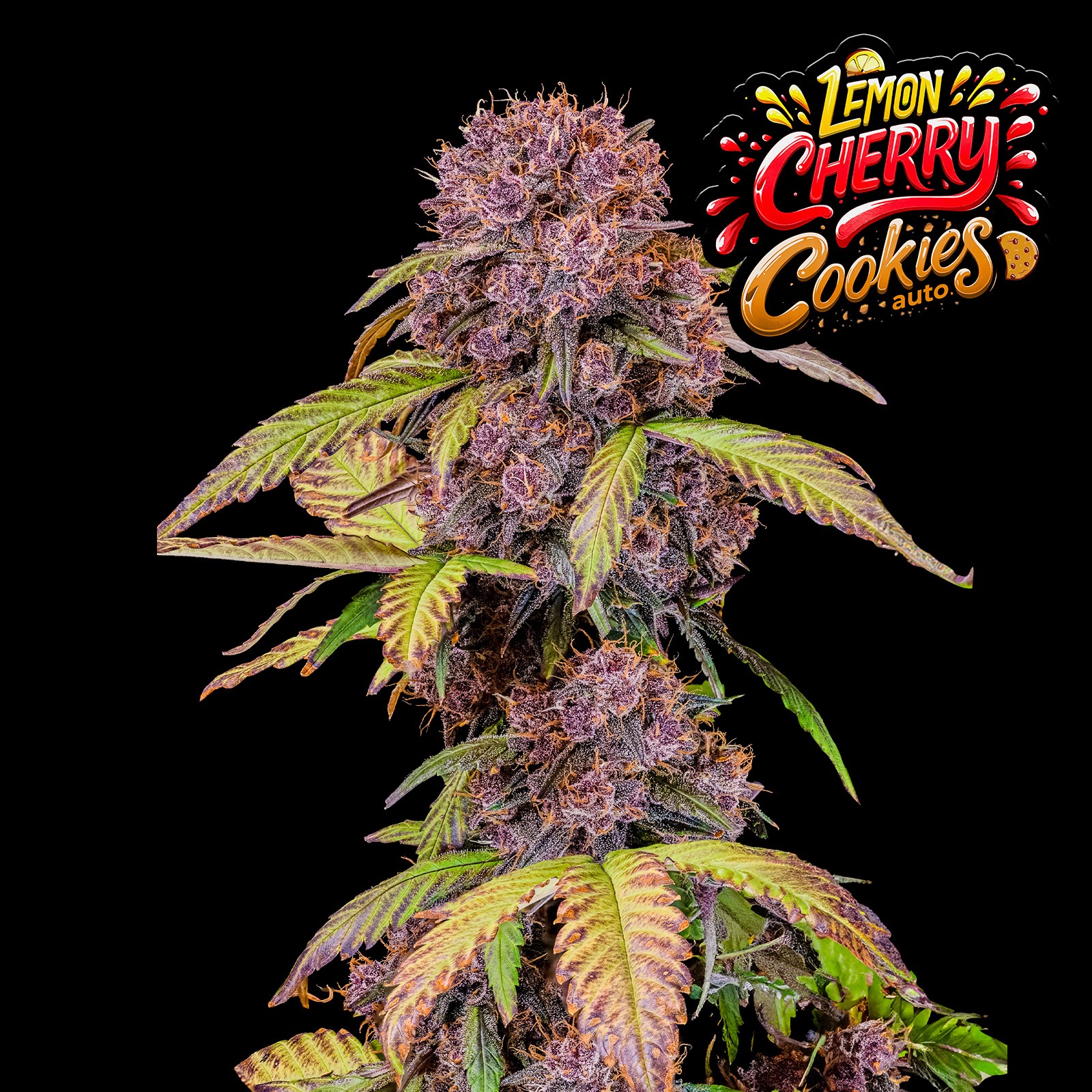 Fast Buds Seeds Ship To Usa Fast Buds Autoflowering Cannabis Seeds: Lemon Cherry Cookies Auto