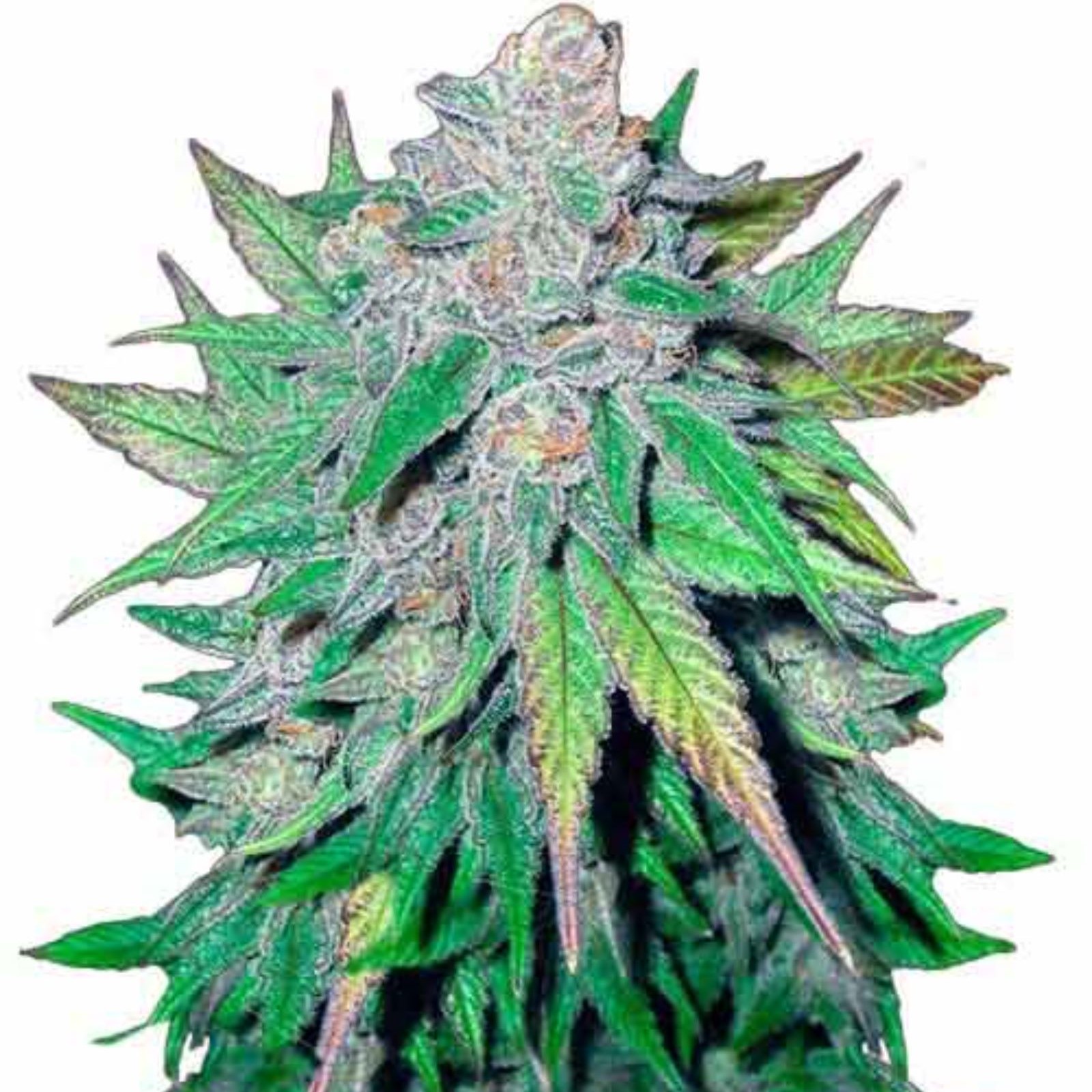 The Seed Pharm Marijuana Seeds California Dream Marijuana Seeds