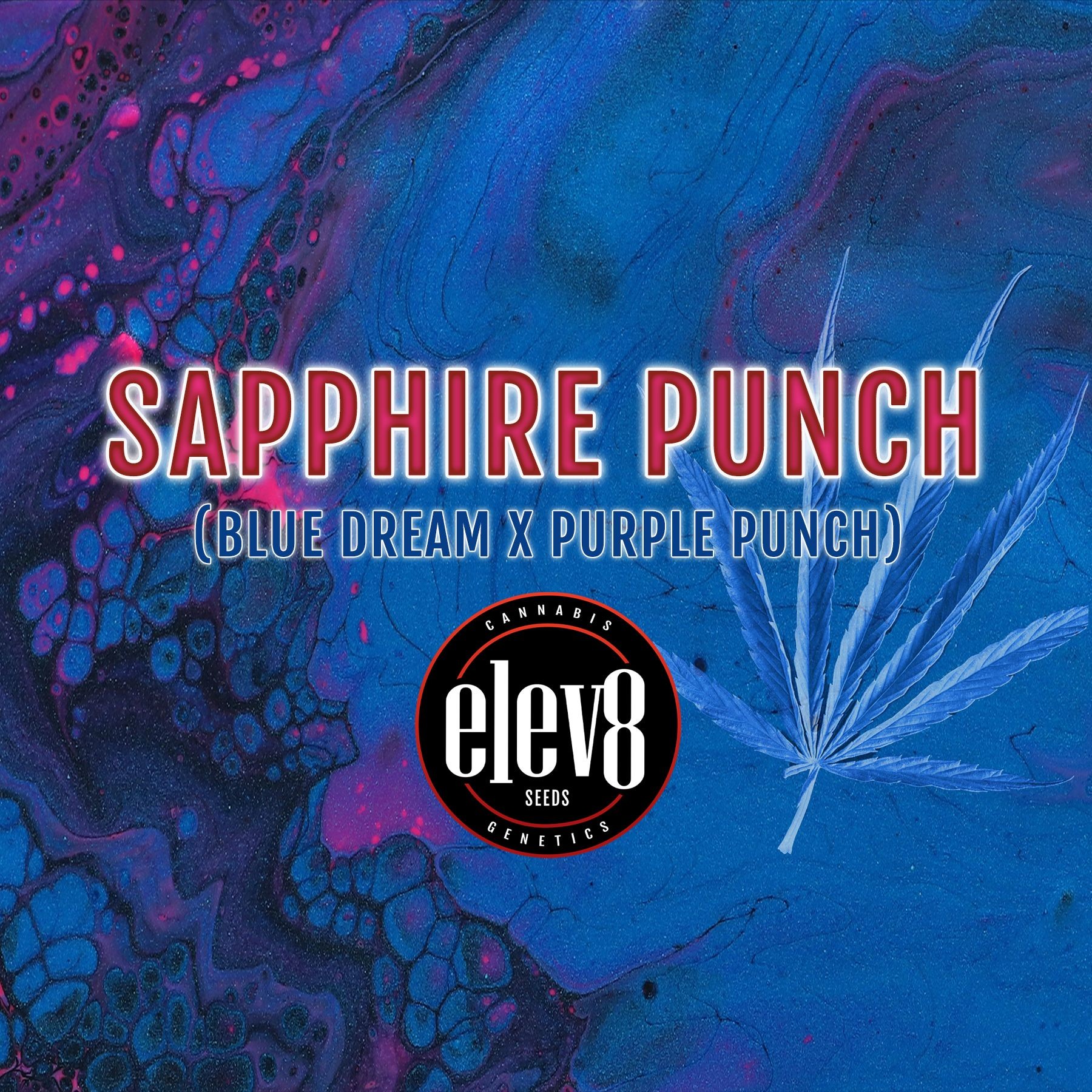 Elev8 Seeds: Star Punch (Hybrid)