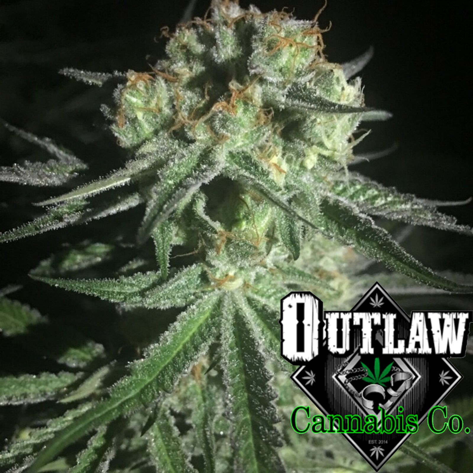 Blueberry Pie Leafly