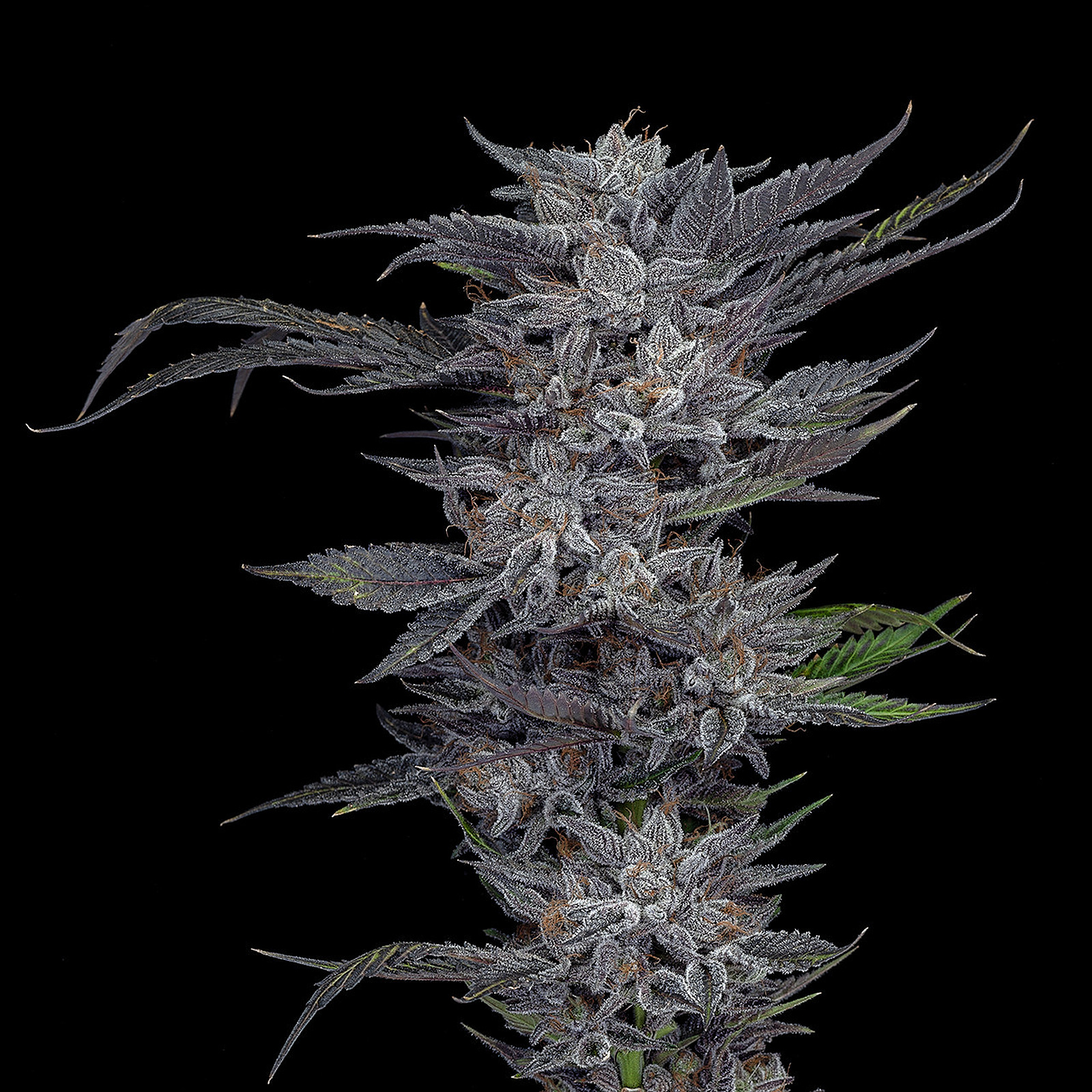 Oregon Roots: Obama Kush