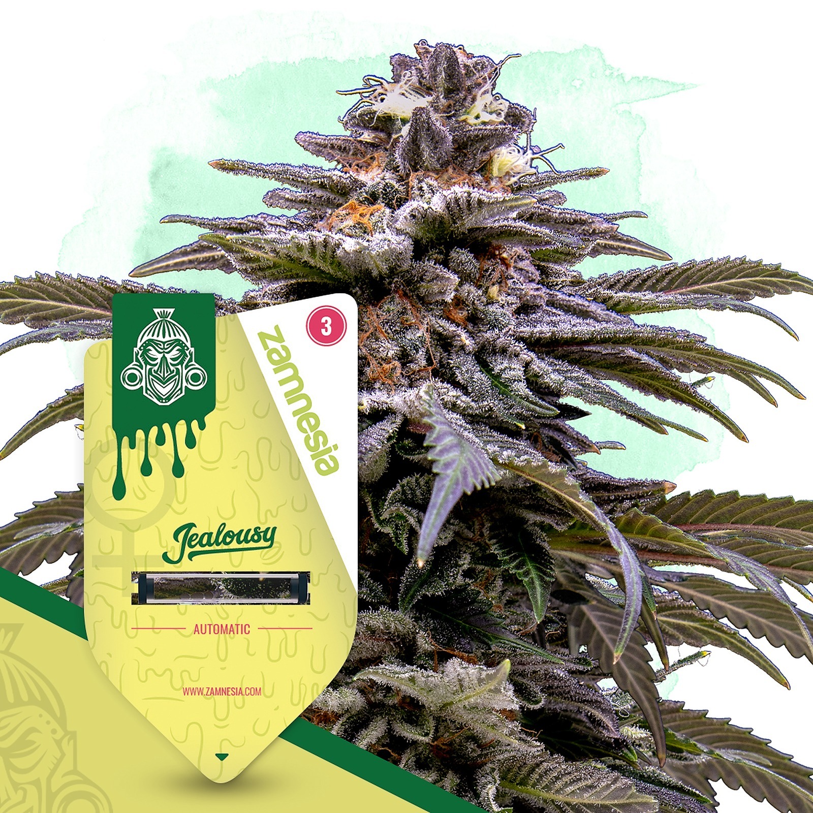 Zamnesia Jealousy Automatic By Zamnesia Seeds Leafly