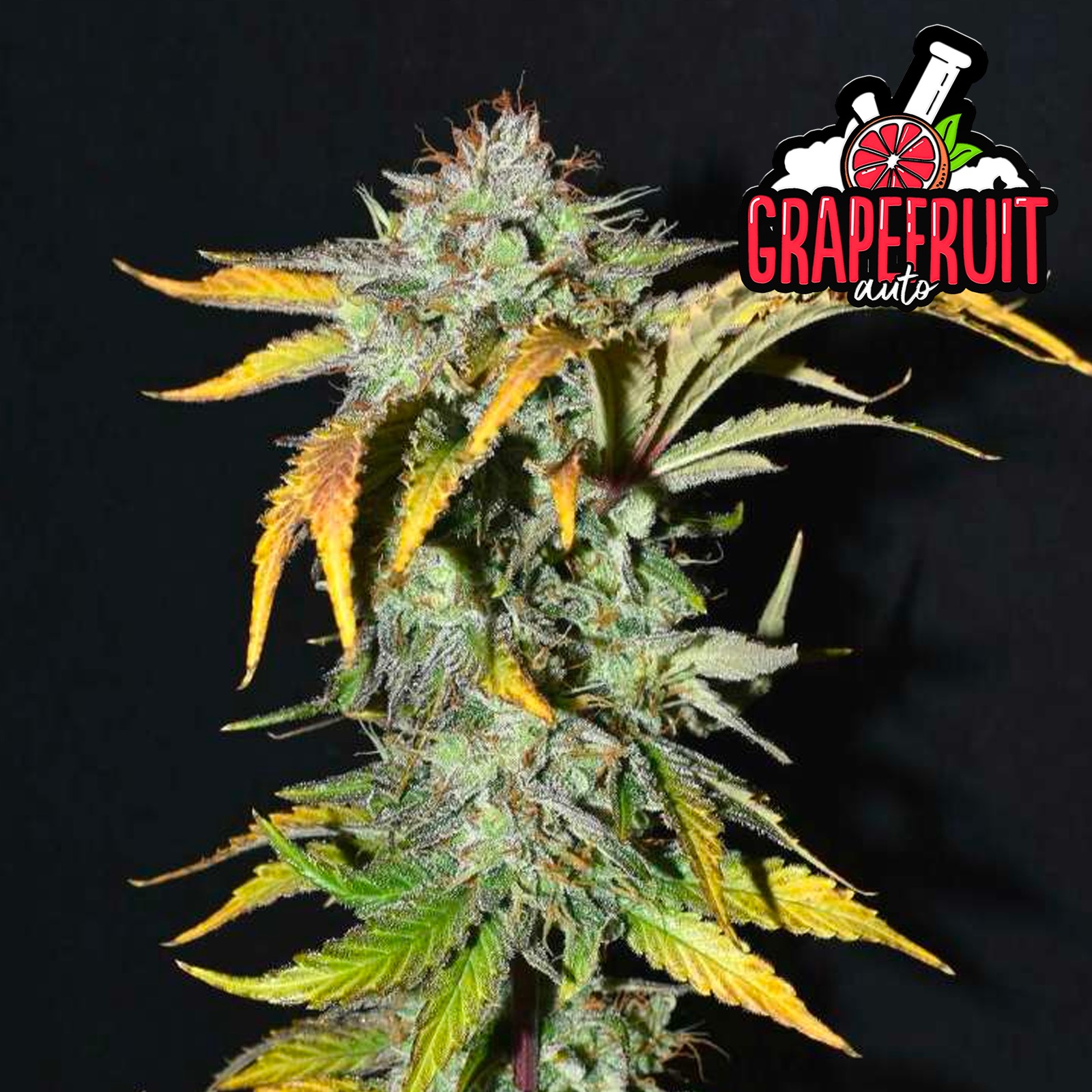 Fast Buds Autoflowering Cannabis Seeds Grapefruit Auto Fast Buds