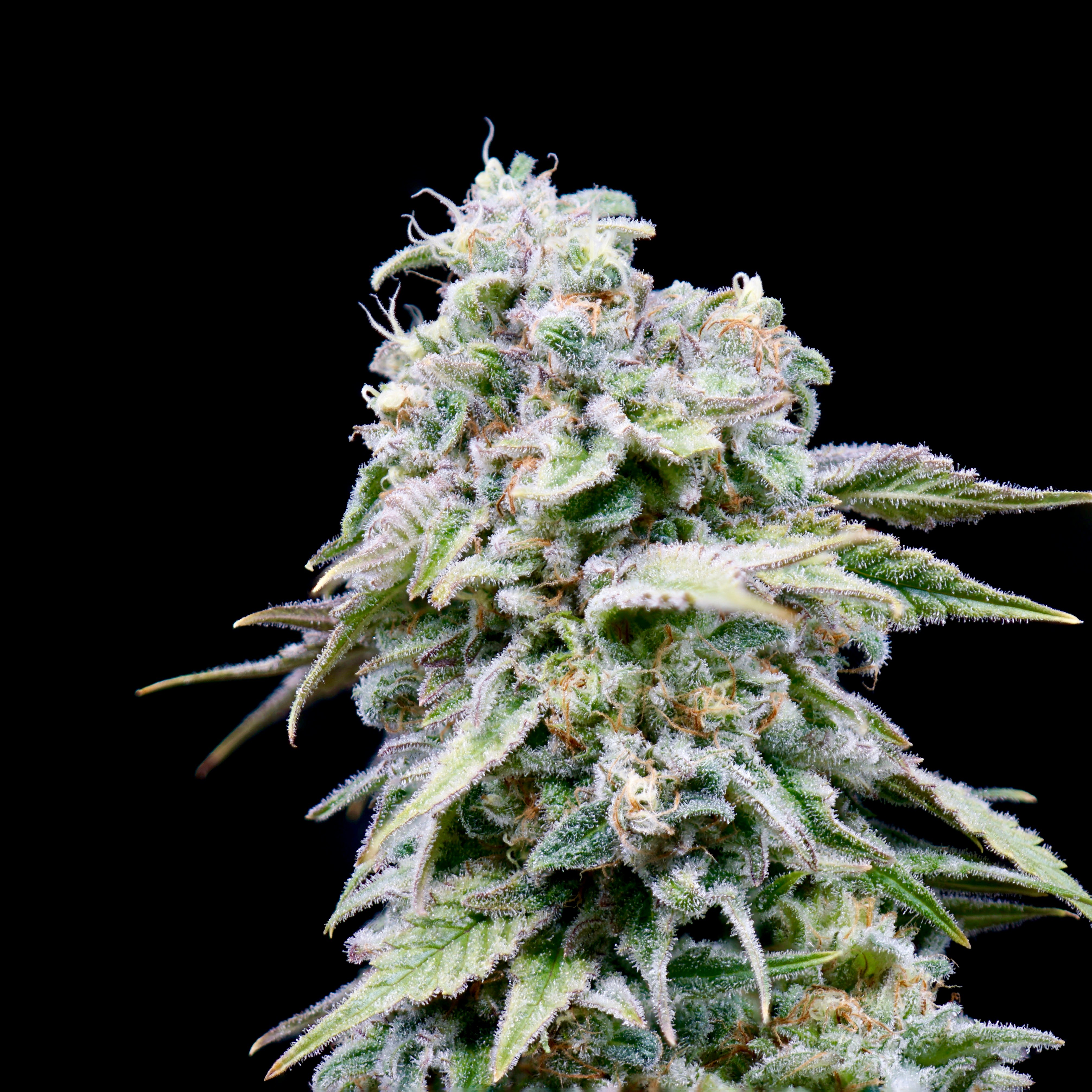 Alibi Rainbow Crush Leafly