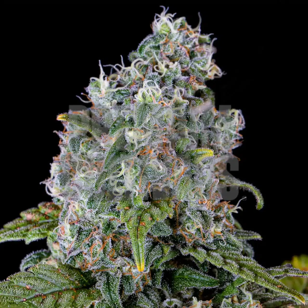 Premium Cultivars: Ice Cream Cake | Leafly