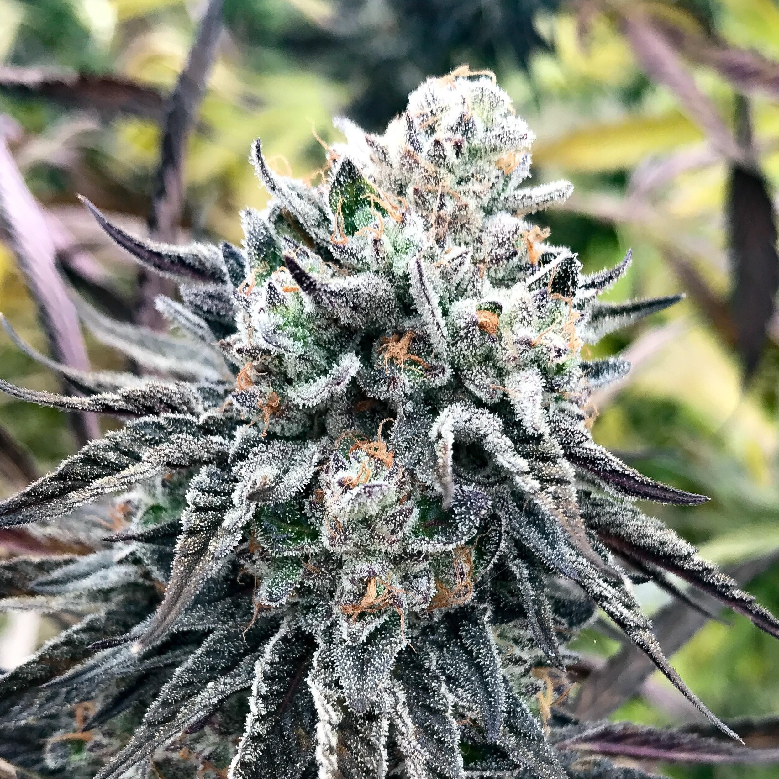 Garlic Cookies Strain Leafly - i1ourg9