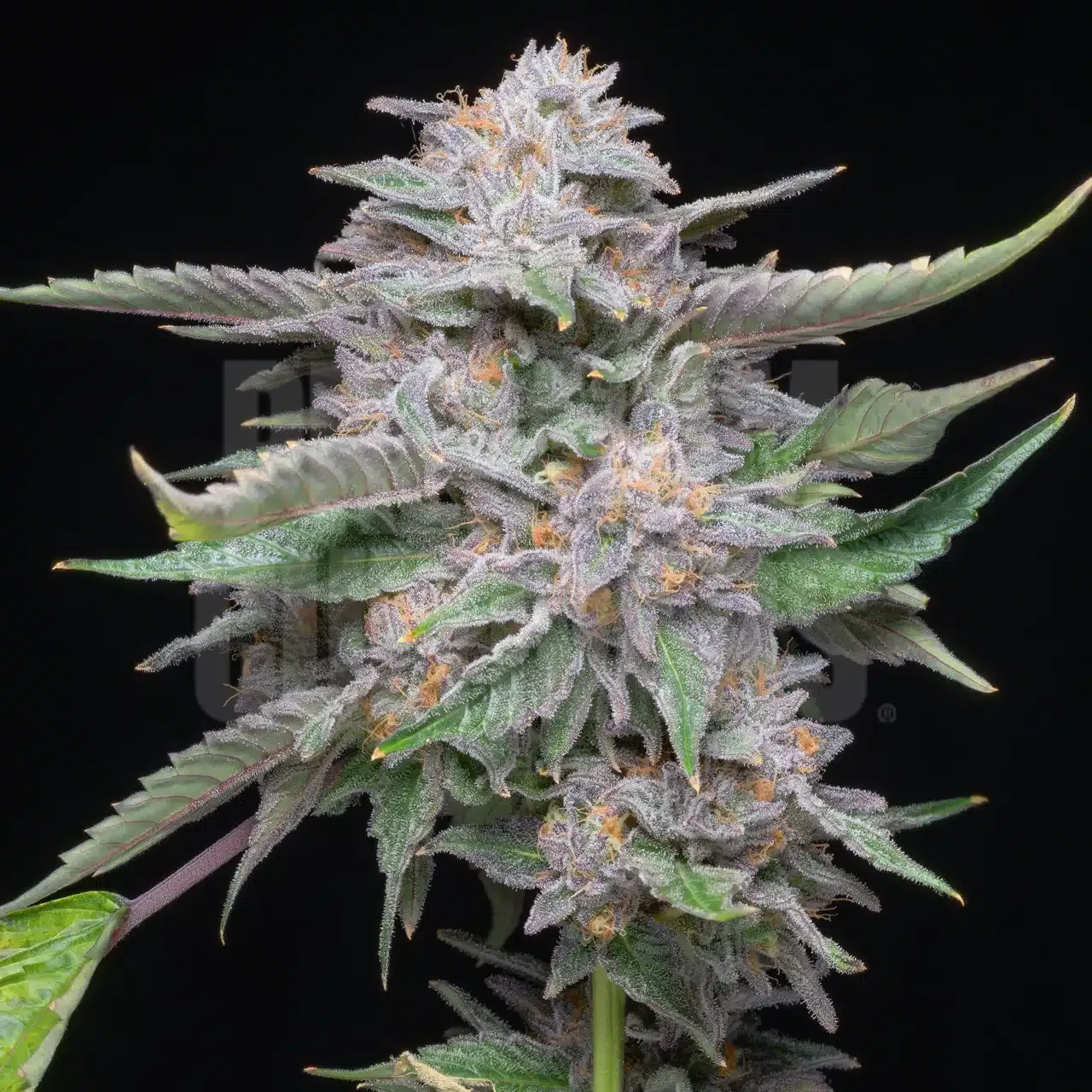 Premium Cultivars Lemon Cherry Gelato Leafly