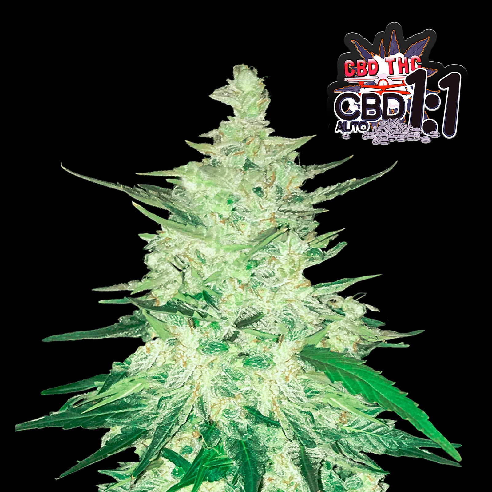 Fast Buds Autoflowering Cannabis Seeds: CBD Auto 1:1 | Fast Buds Seeds ...