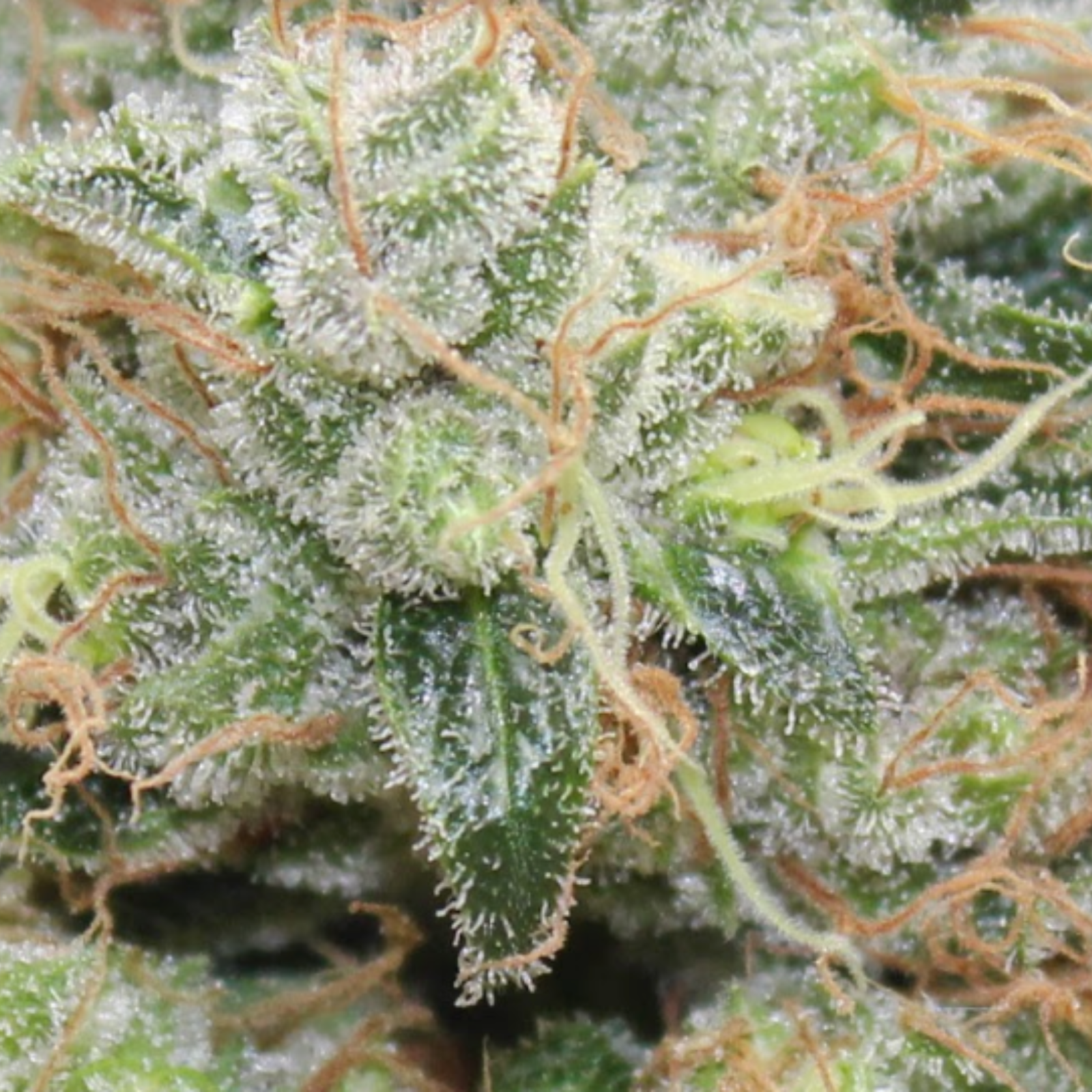 Durban Poison - Marijuana Strain Library - PotGuide.com