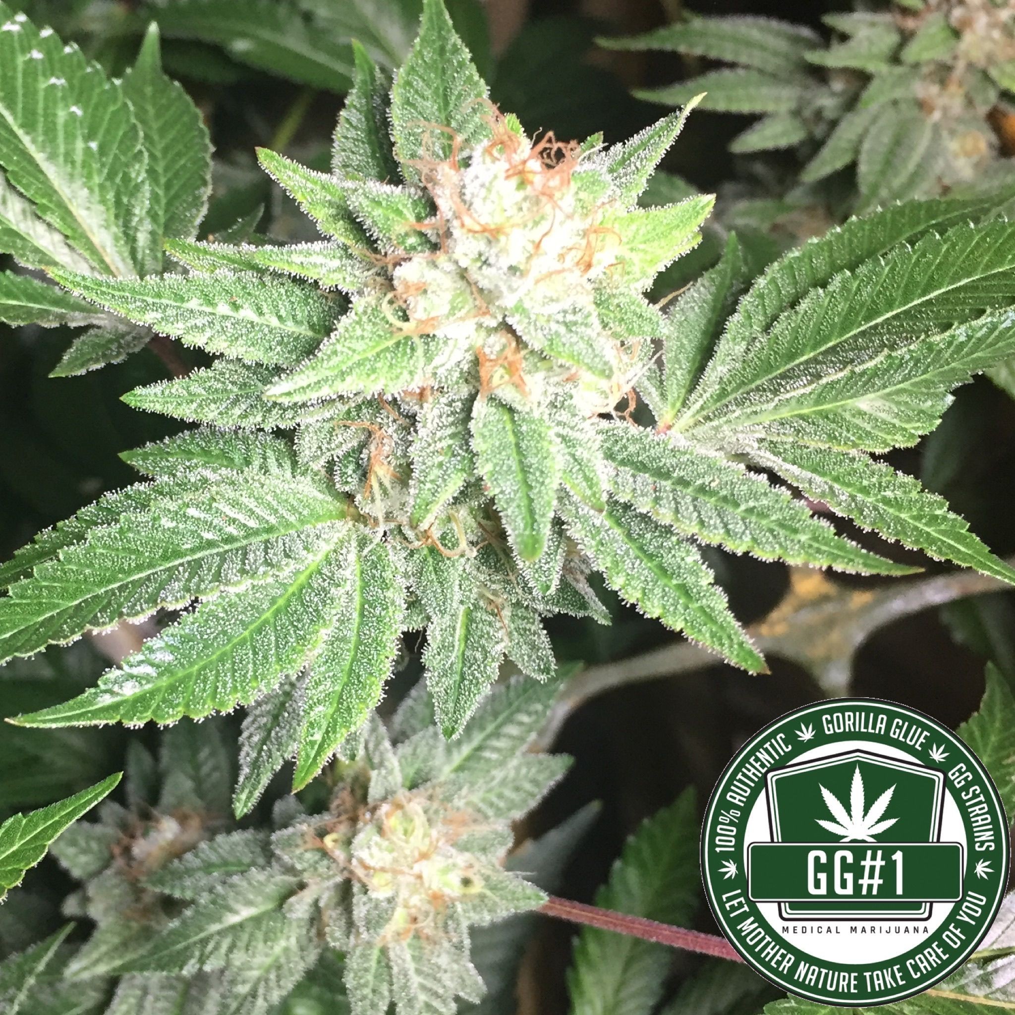 GG Strains LLC Sister Glue (GG1) (f.k.a. Gorilla Glue 1) Leafly