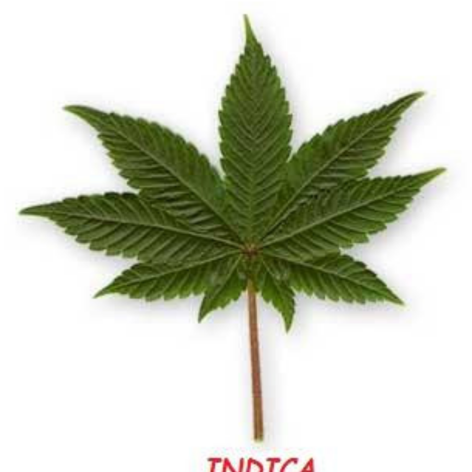 Марихуана Индика. Indica Leaf каннабис. Конопля Afgani (Indica). Indica marijuana лист.