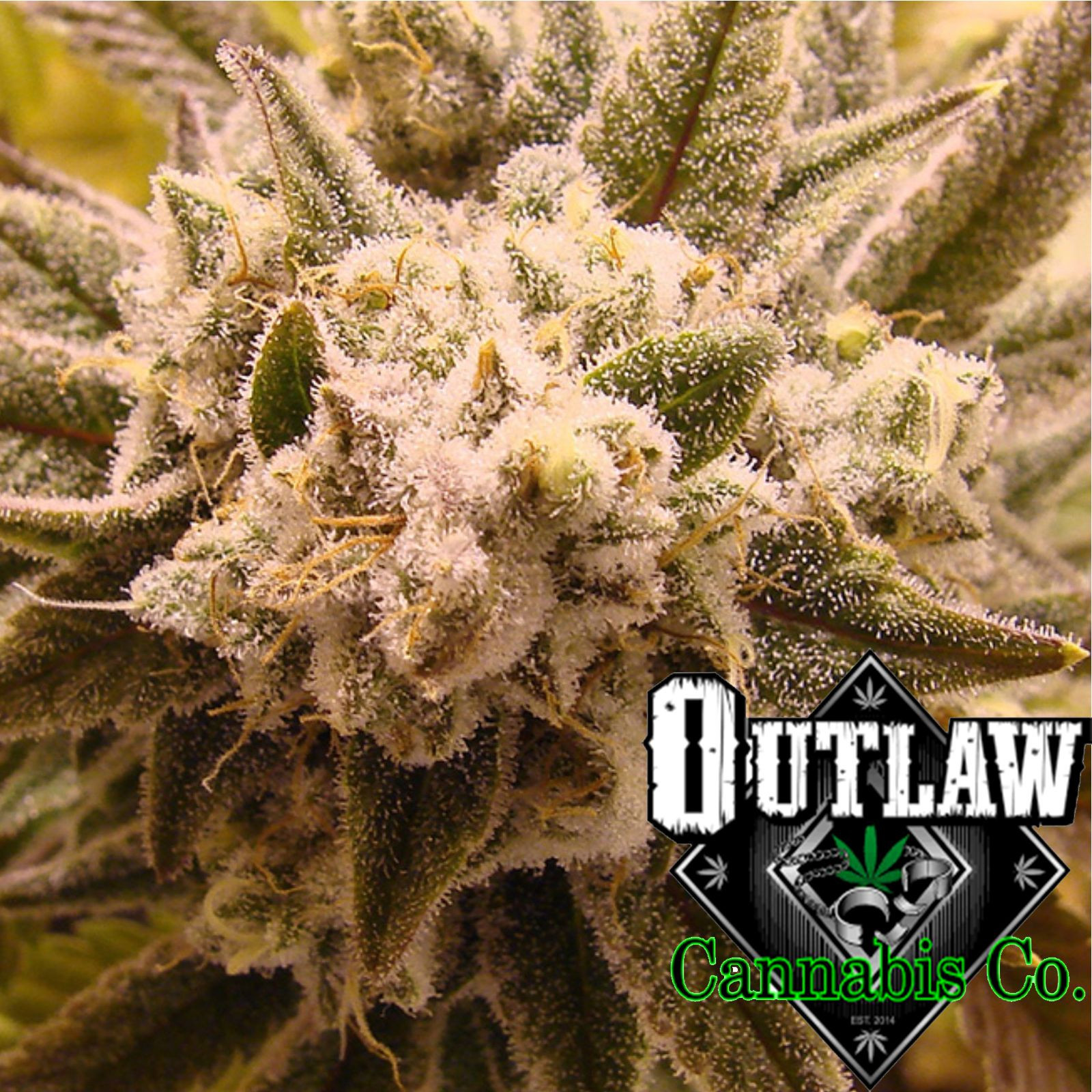 GG4 (f.k.a. Gorilla Glue 4) Leafly