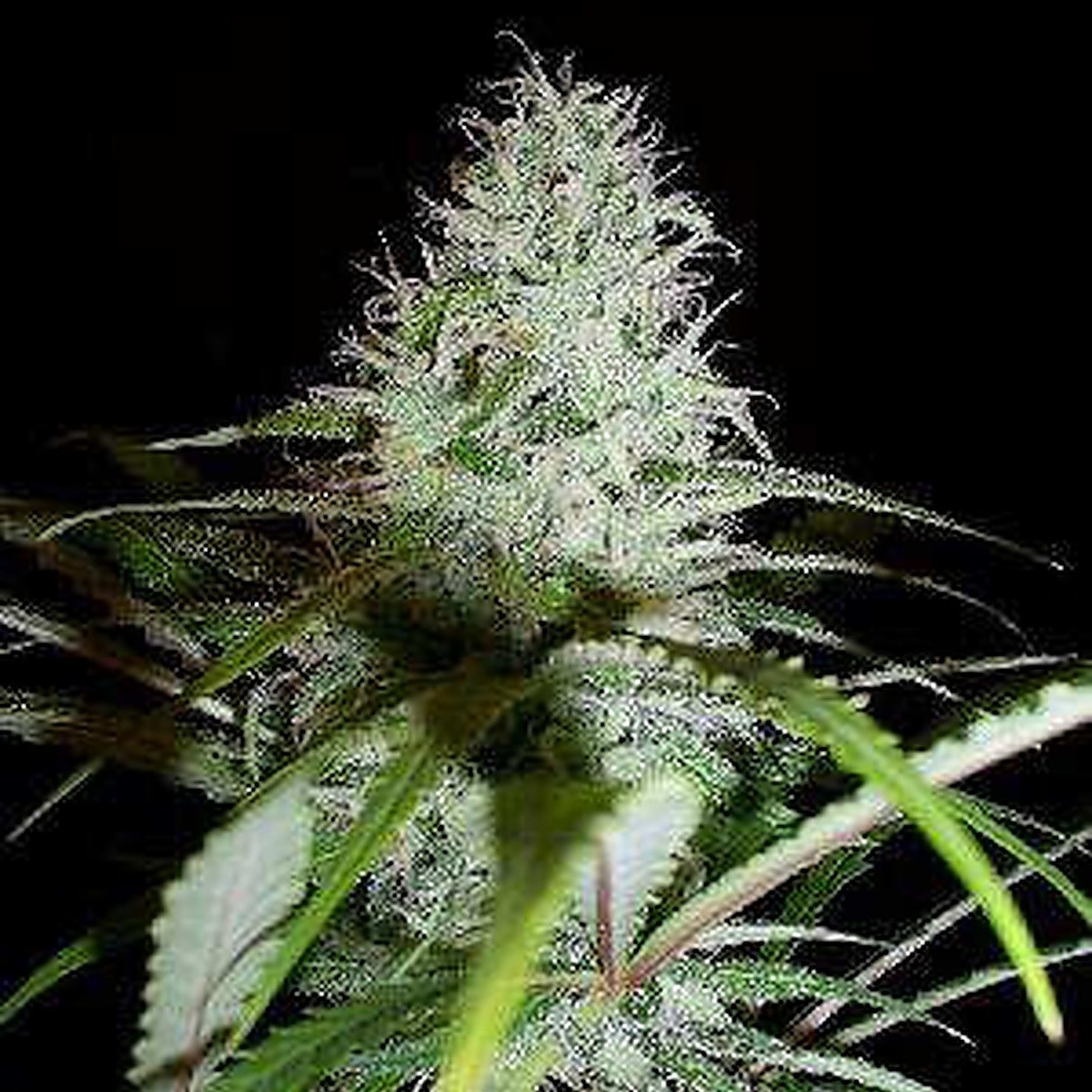 Premium Seed Market White Diesel Leafly