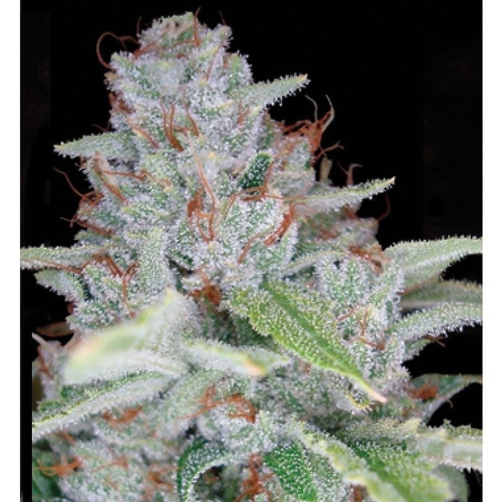 1 (833) SEED USA: SKY WALKER - SINGLE SEED | Leafly