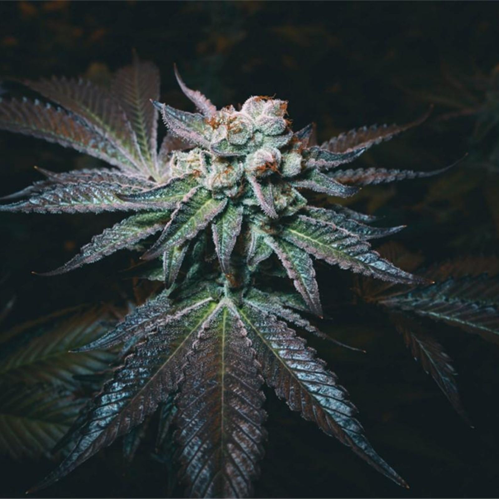 Cookies and Cream Leafly