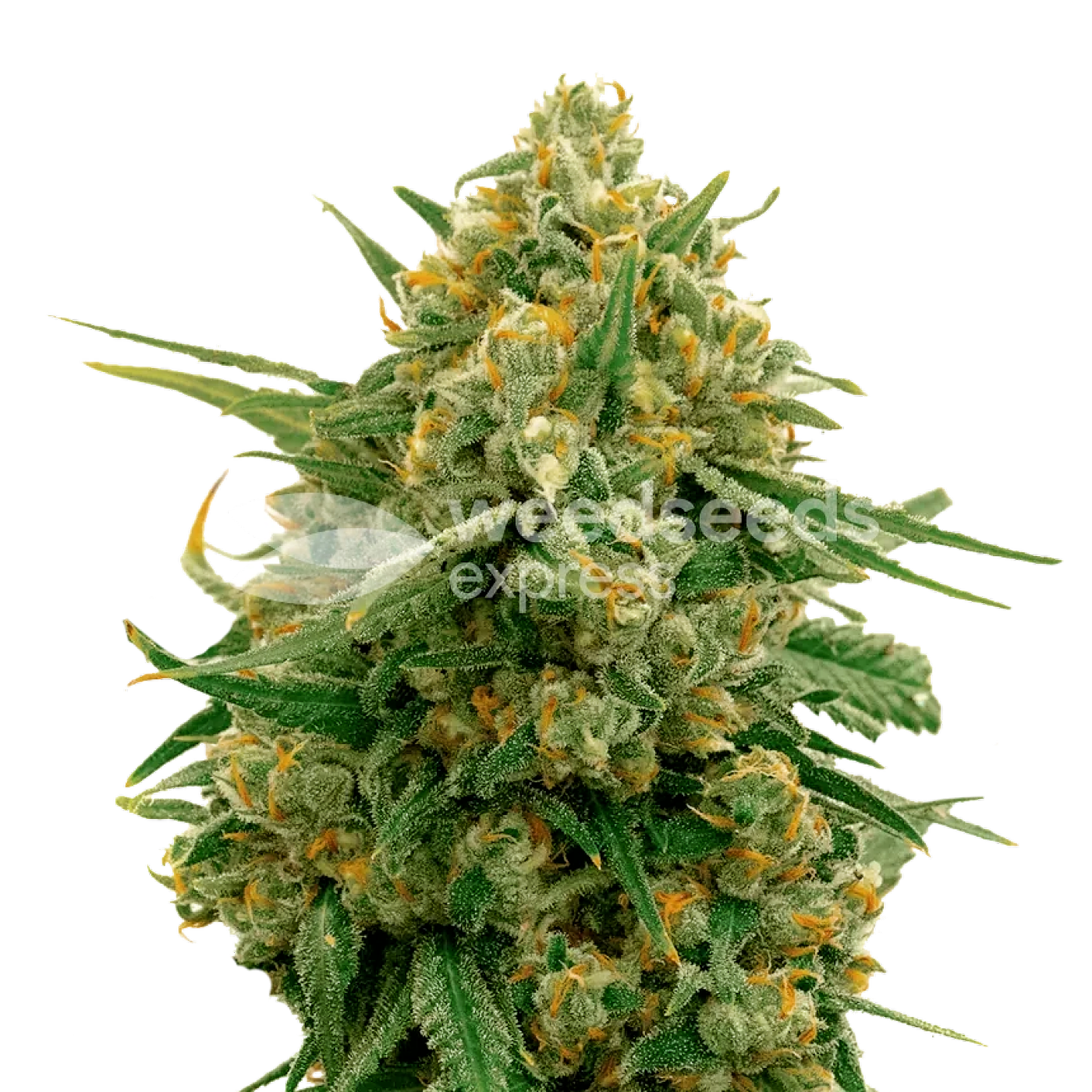 WeedSeedsExpress: CBD Express autoflower seeds