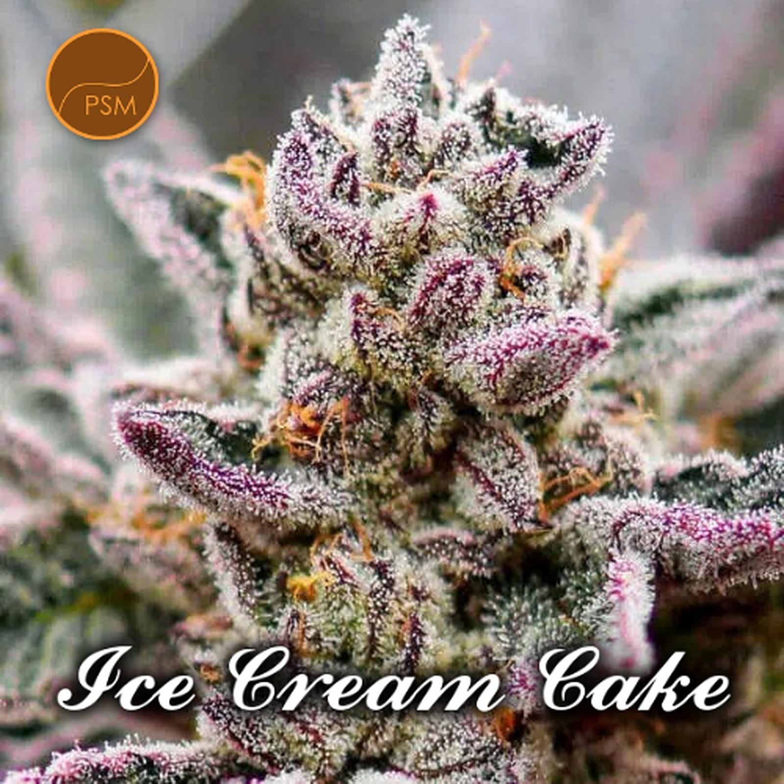 Premium Seed Market Ice Cream Cake (feminized) Leafly