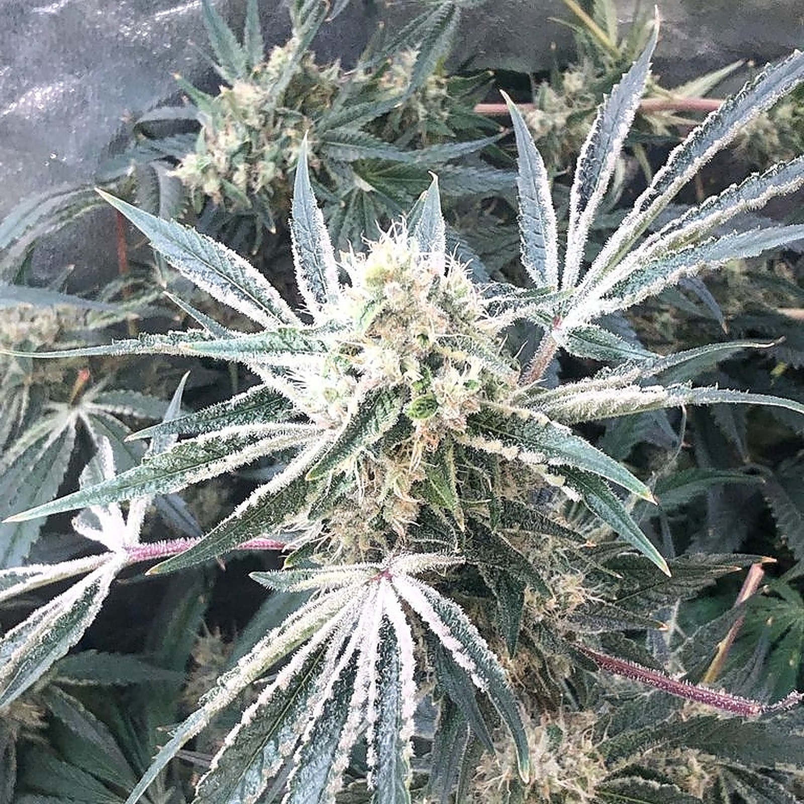 The Seed Connect AUTO APPLE BANANA AUTOFLOWER SEEDS USA Leafly