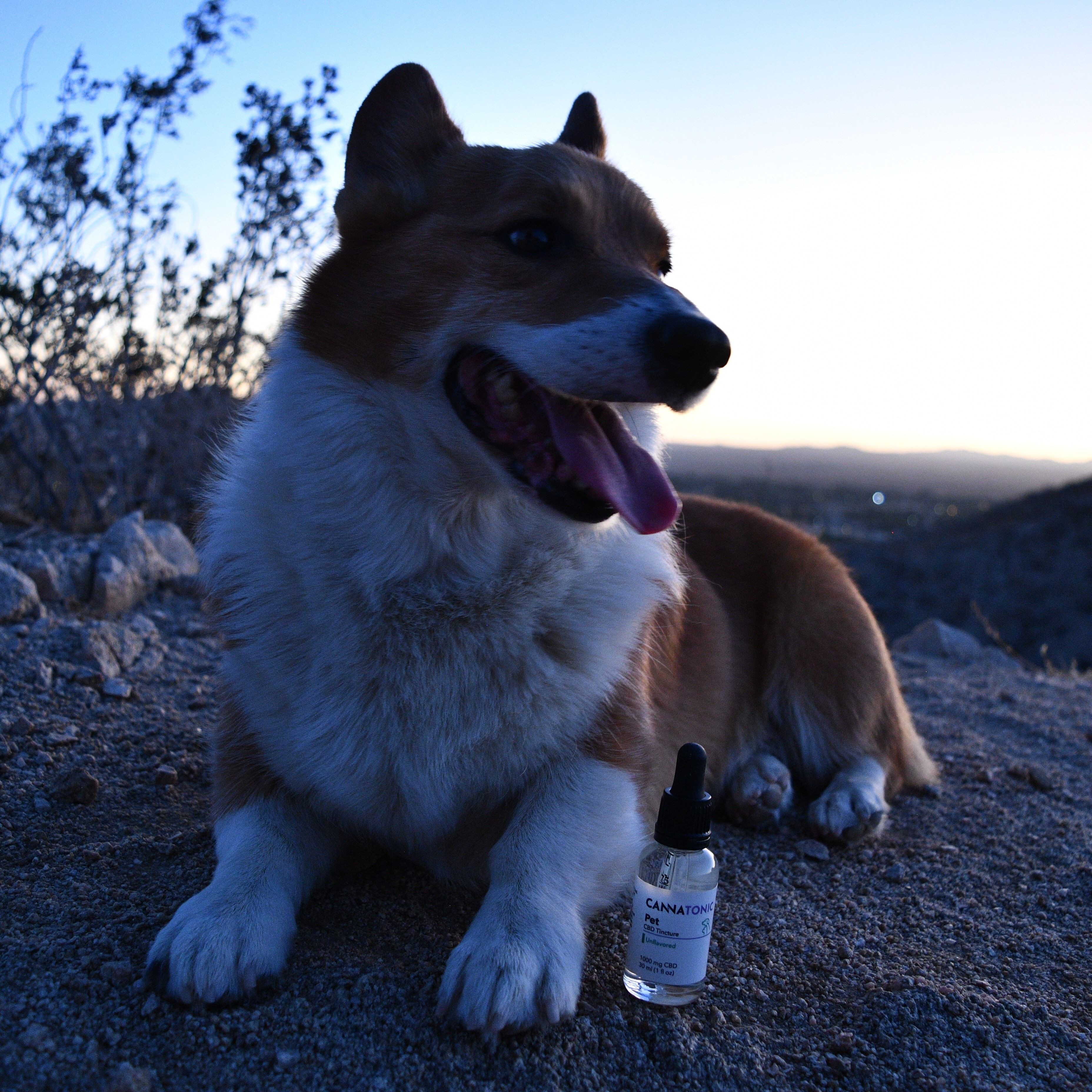 Six Toed Norwegian Lundehund Puppies Norwegian Lundehund Dog With