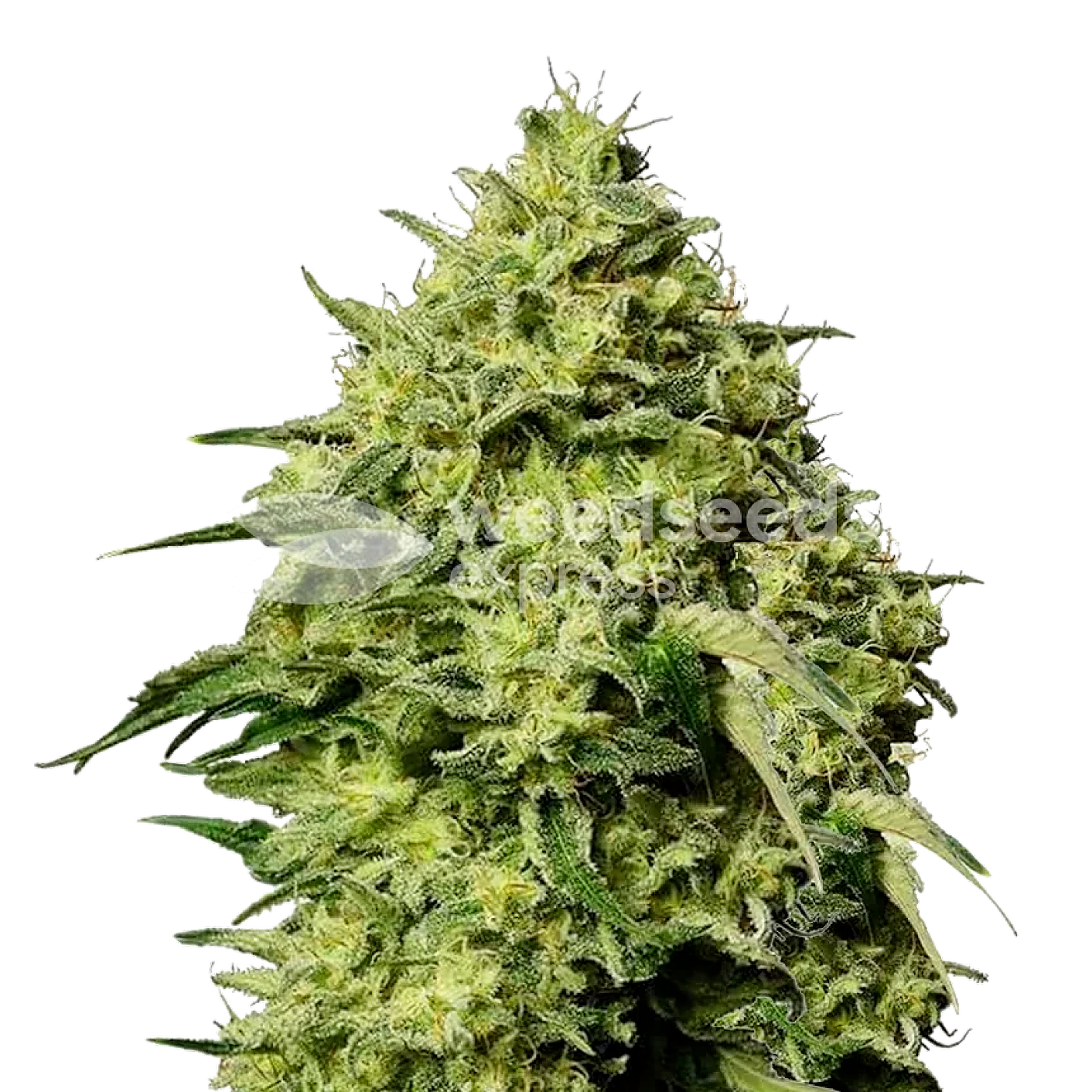 激安の WeedSeedsExpress: Amnesia Haze autoflower seeds | Leafly マジック：ザ・ギャザリング