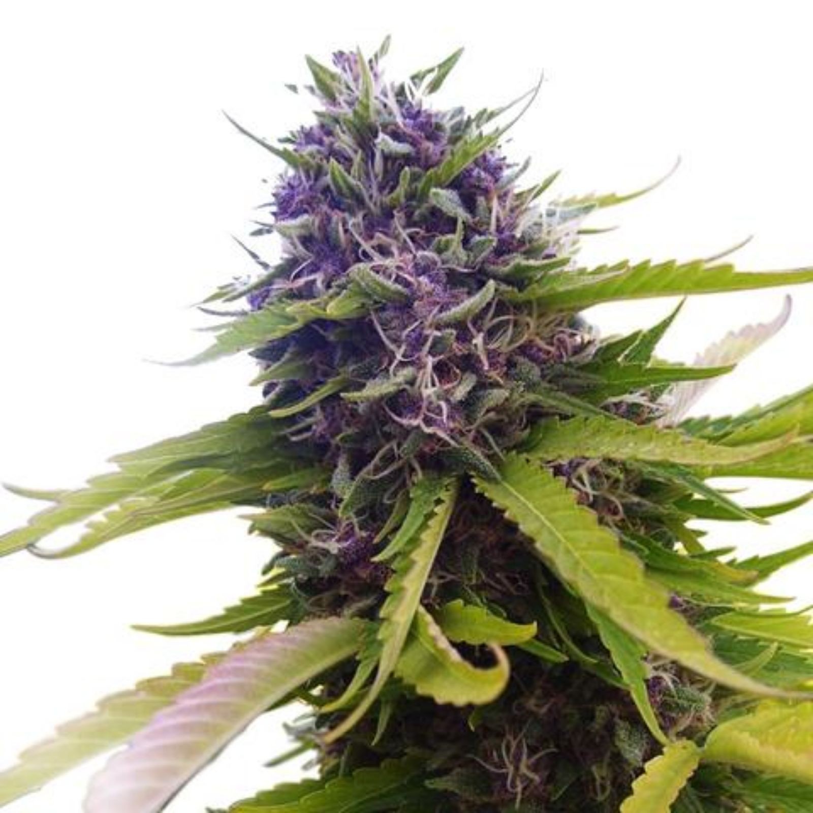 blueberry-autoflower-feminized-cannabis-seeds-from-coastal-mary