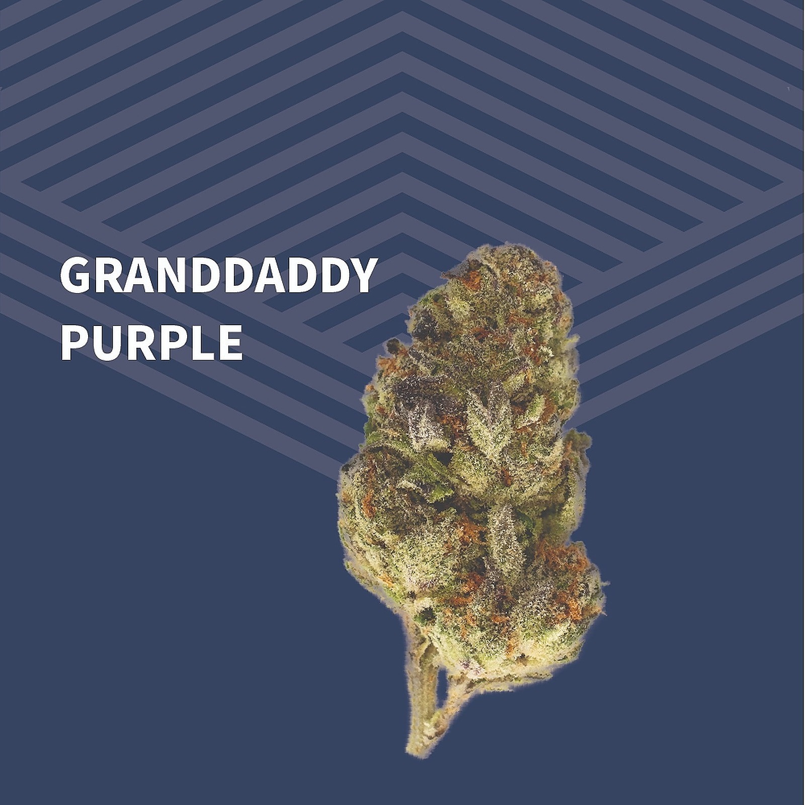 Pure Dakota: Granddaddy Purple (GDP) | Leafly