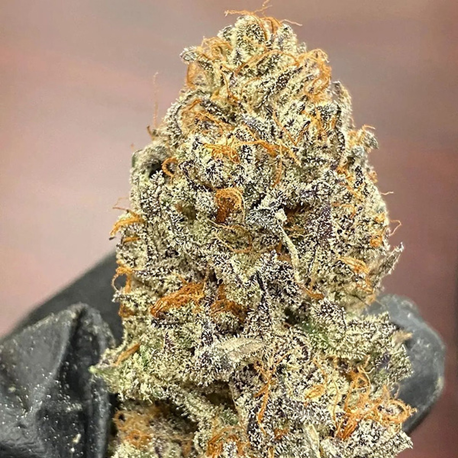 Marijuana Clones Online Truffle Cake Clones Leafly