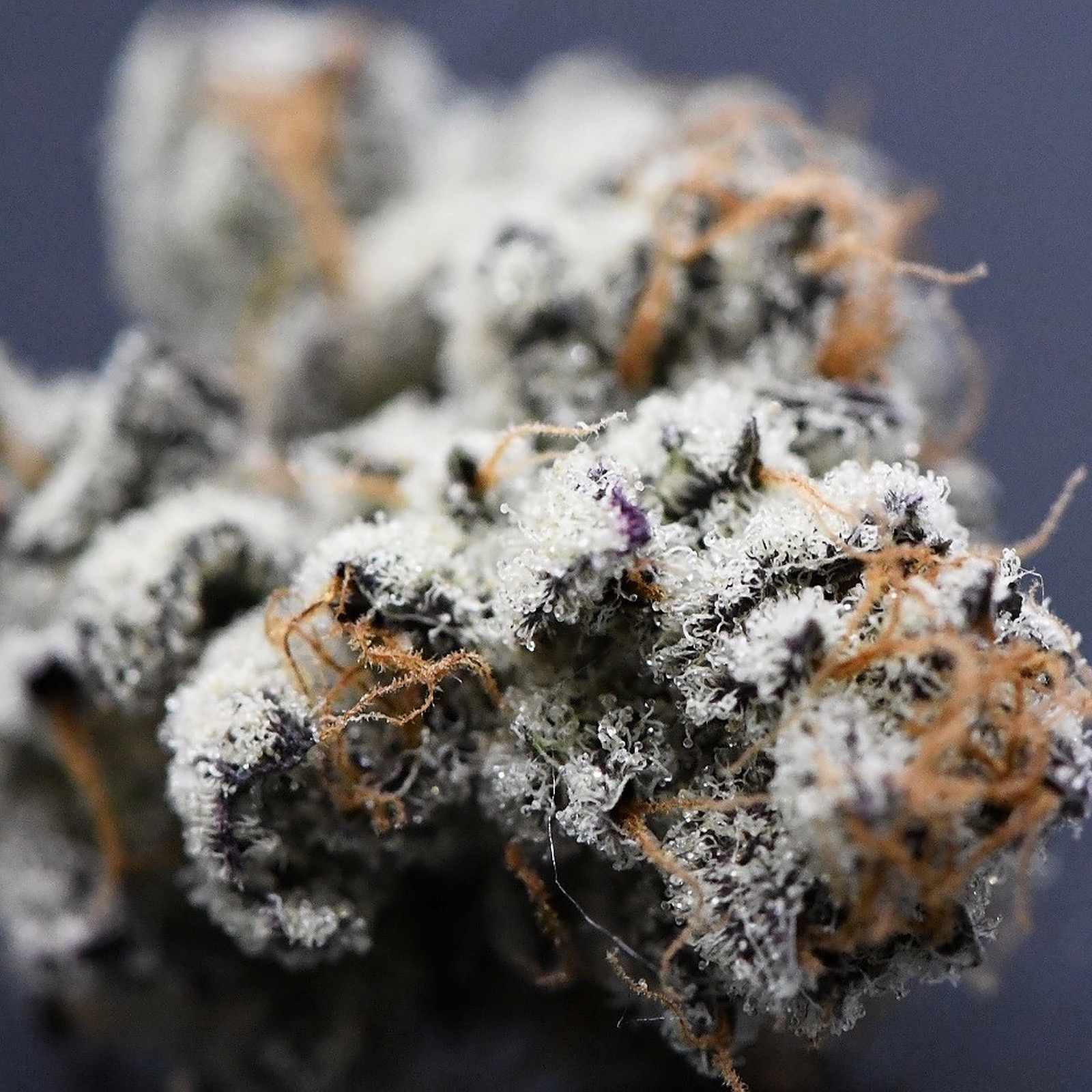 Beleaf Cannabis White Truffle Leafly