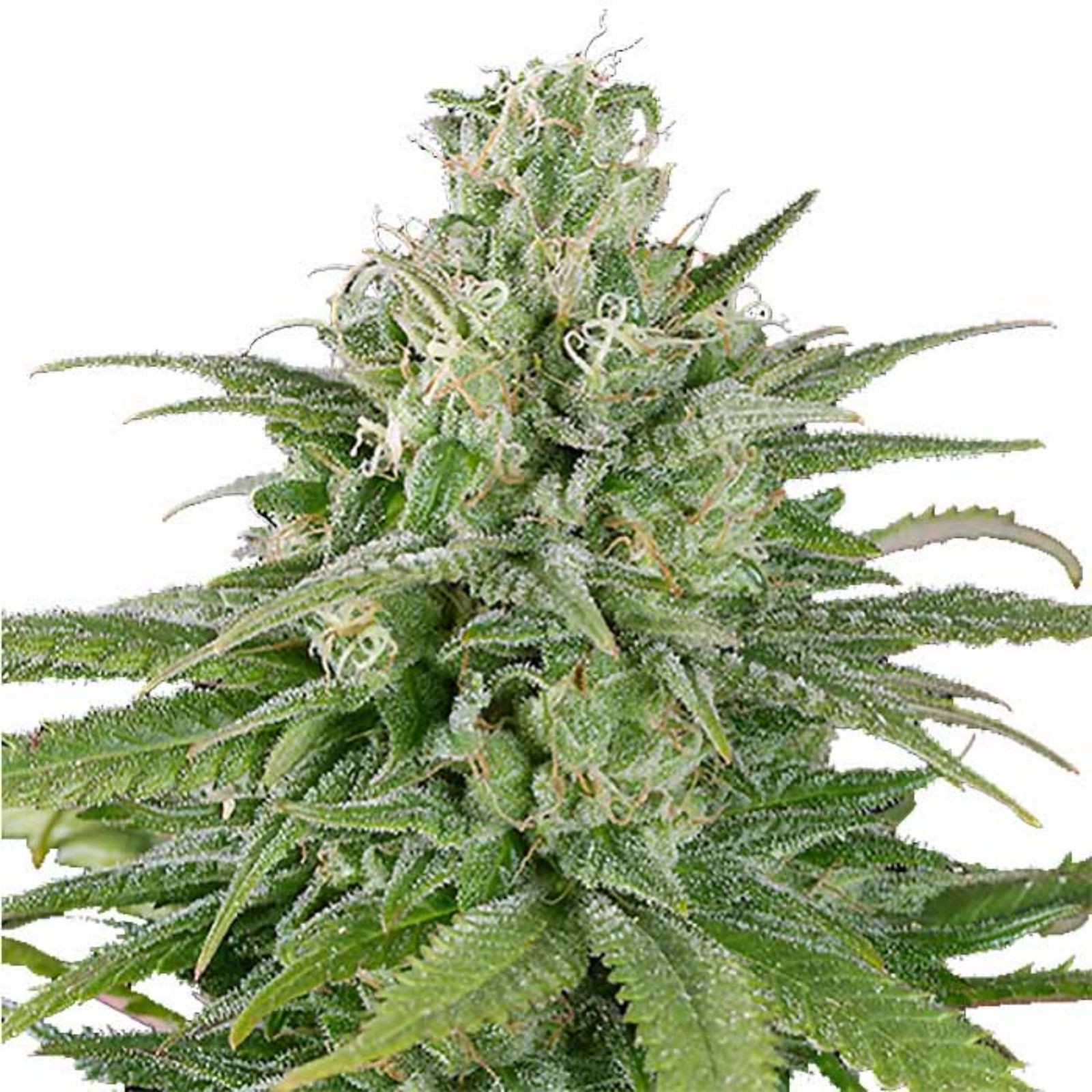 Seed Bank UK Cheese Seeds Leafly