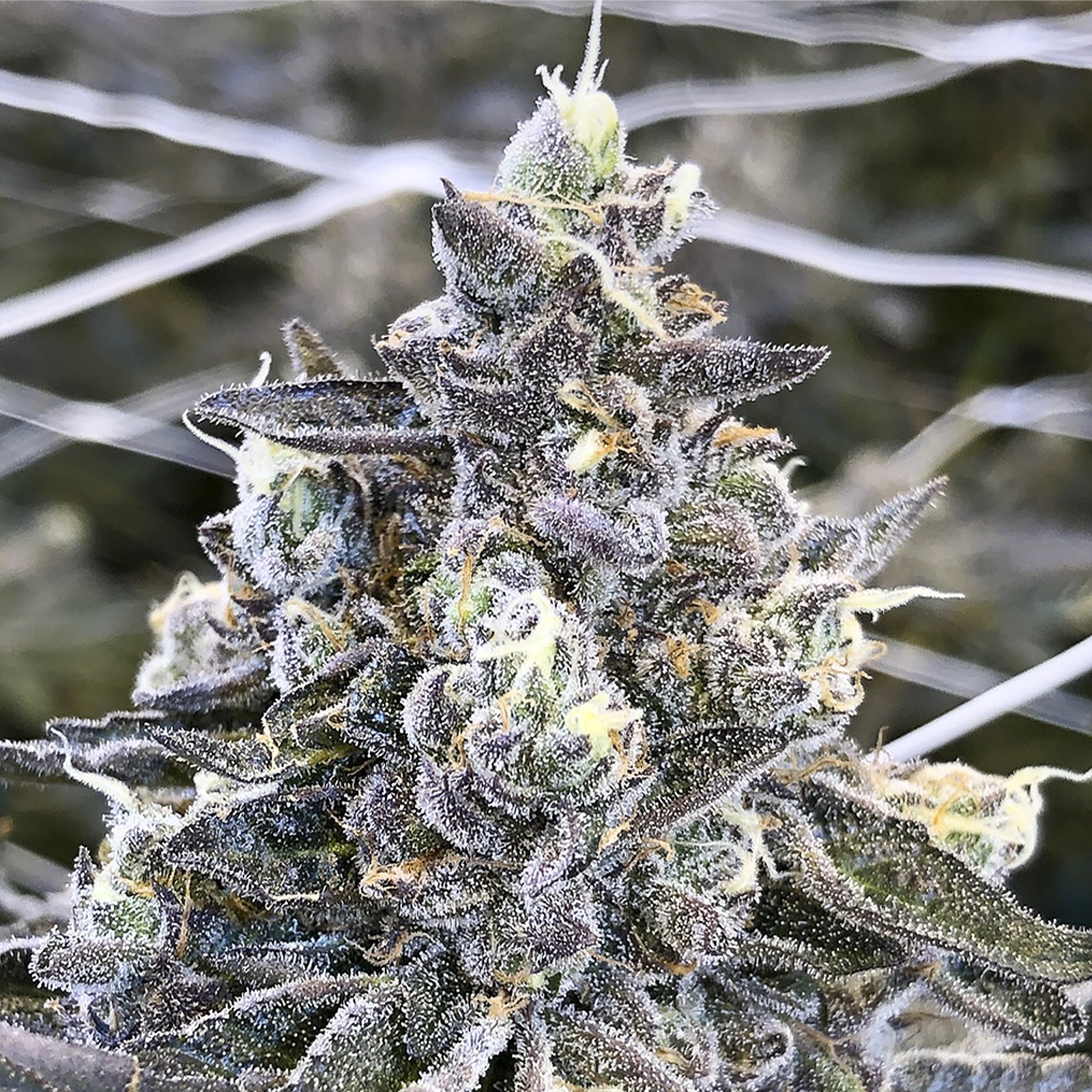 apple fritter strain - apple fritter strain leafly - apple fritter strain  seeds