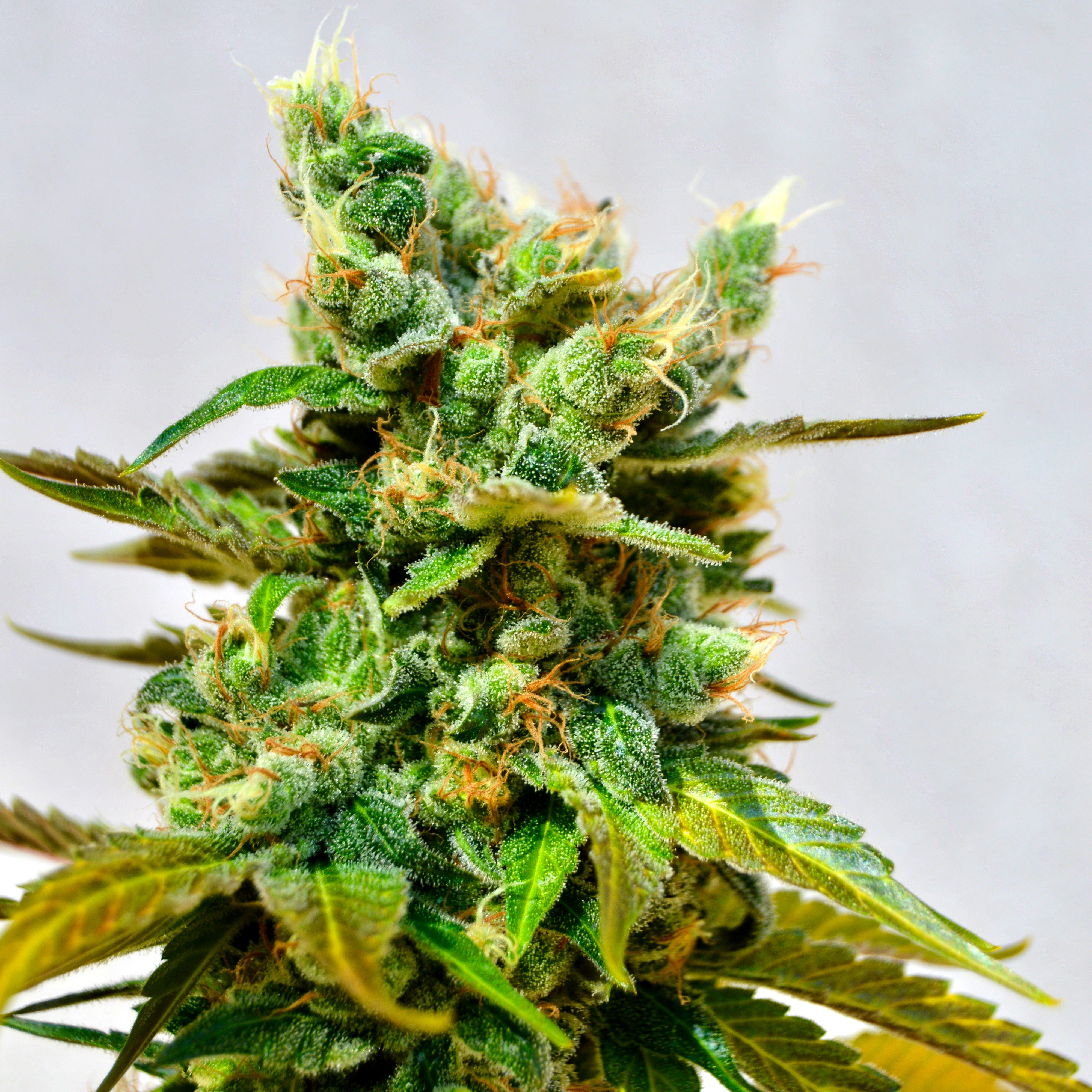 Blood Honey Strain Leafly 45 - 7szbqyv