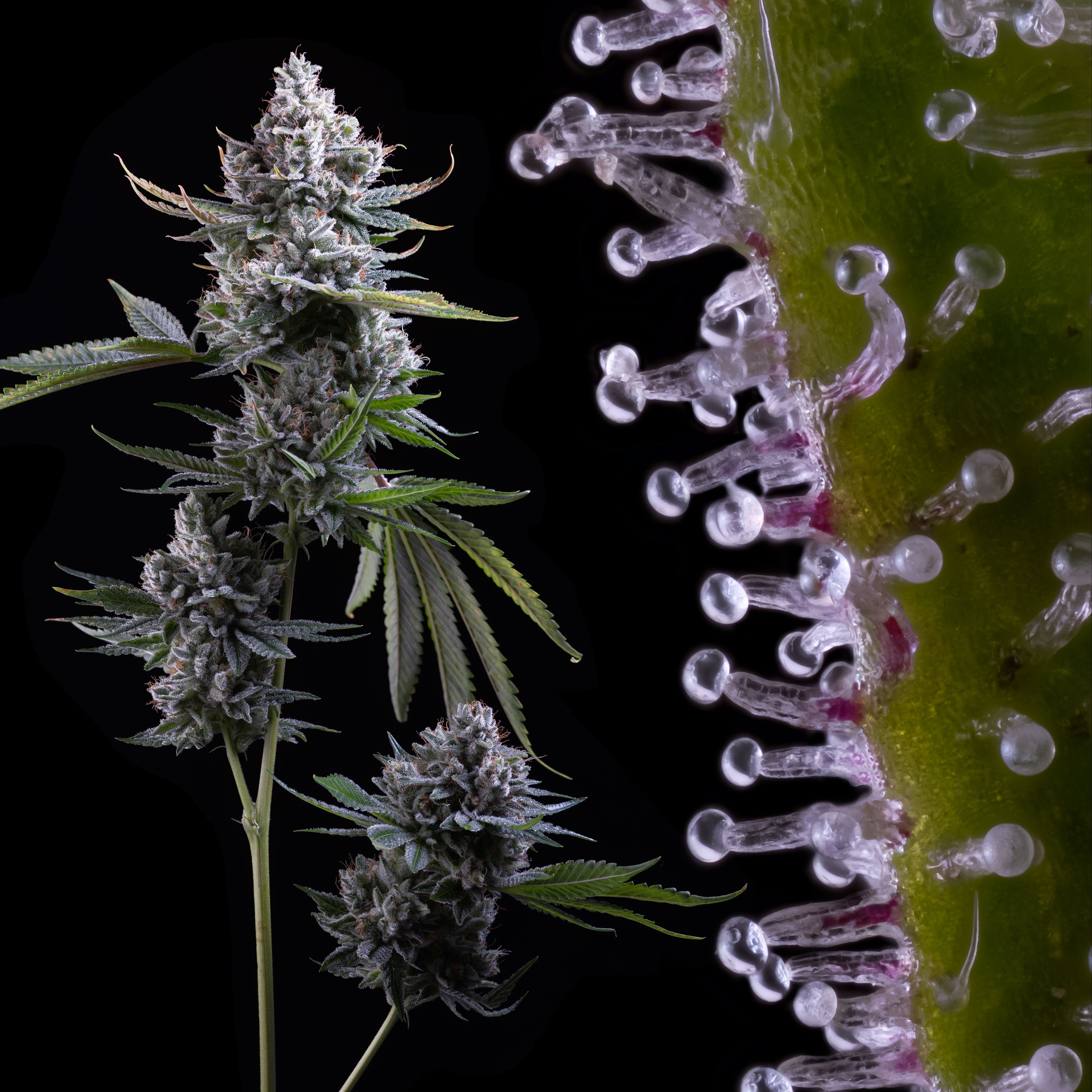 Gorilla White Leafly