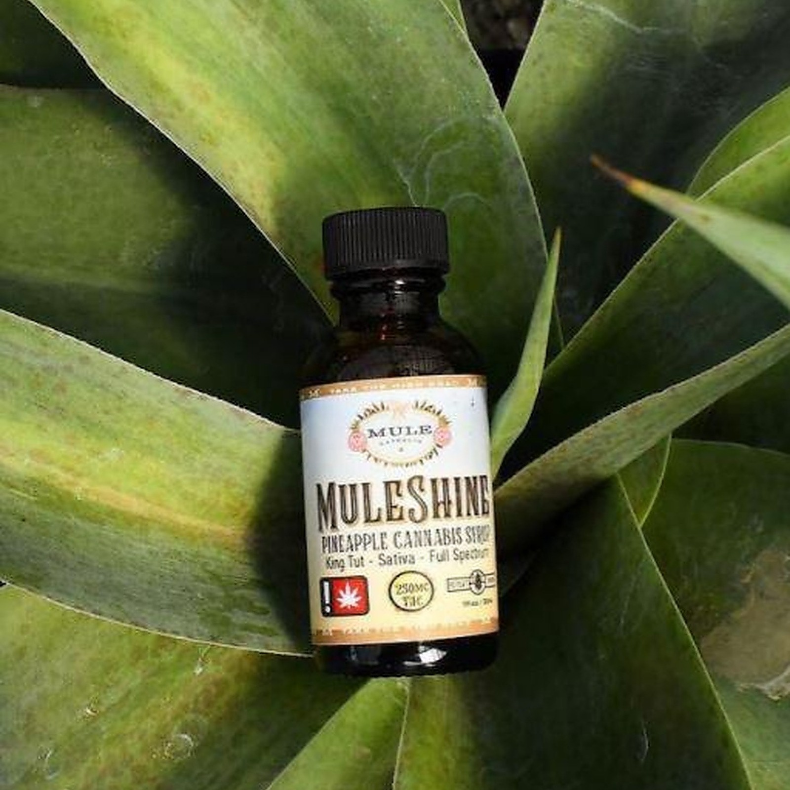 Mule Extracts 250mg Pineapple Muleshine Sativa Leafly