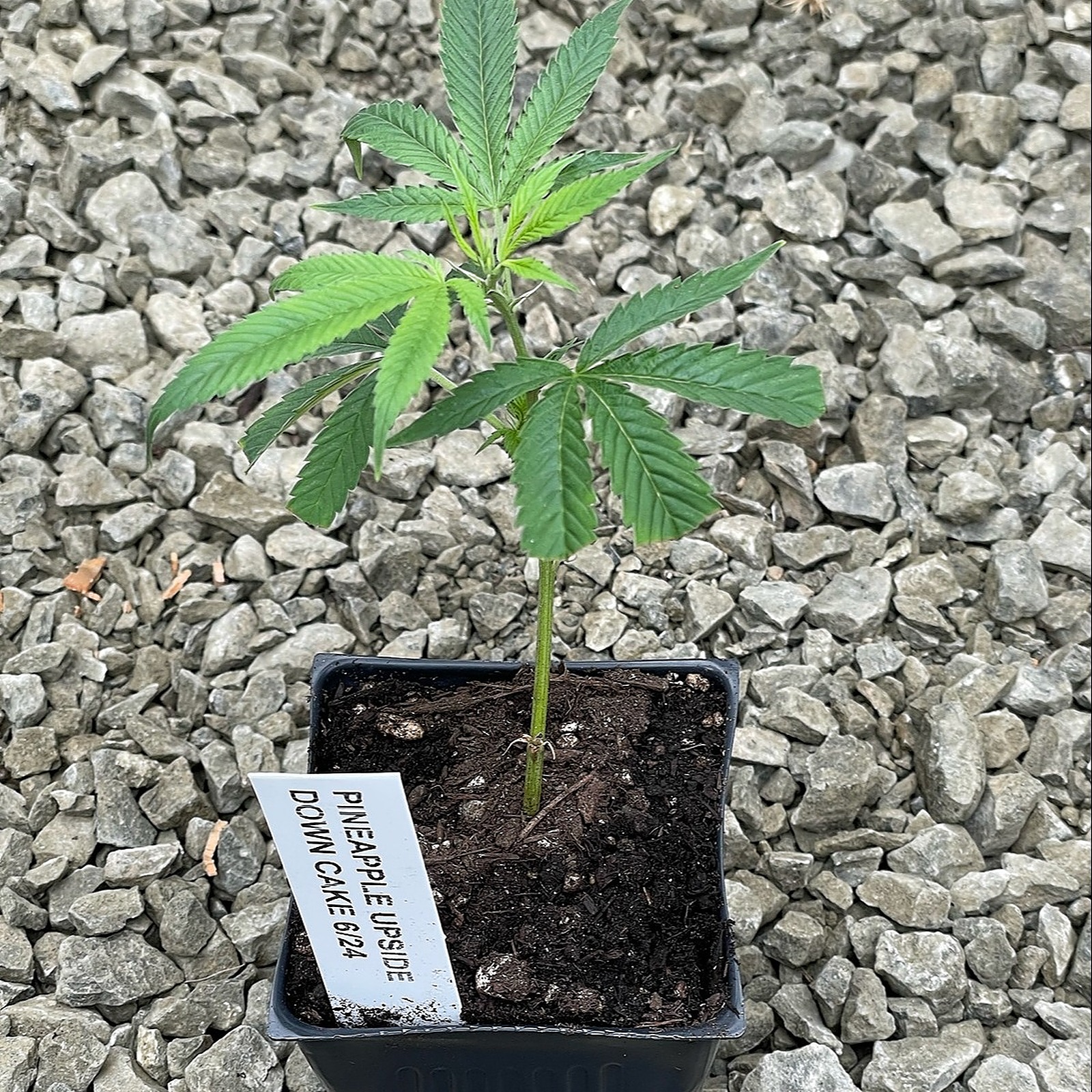 Sun Clone Pineapple Upside Down Cake Clone Leafly