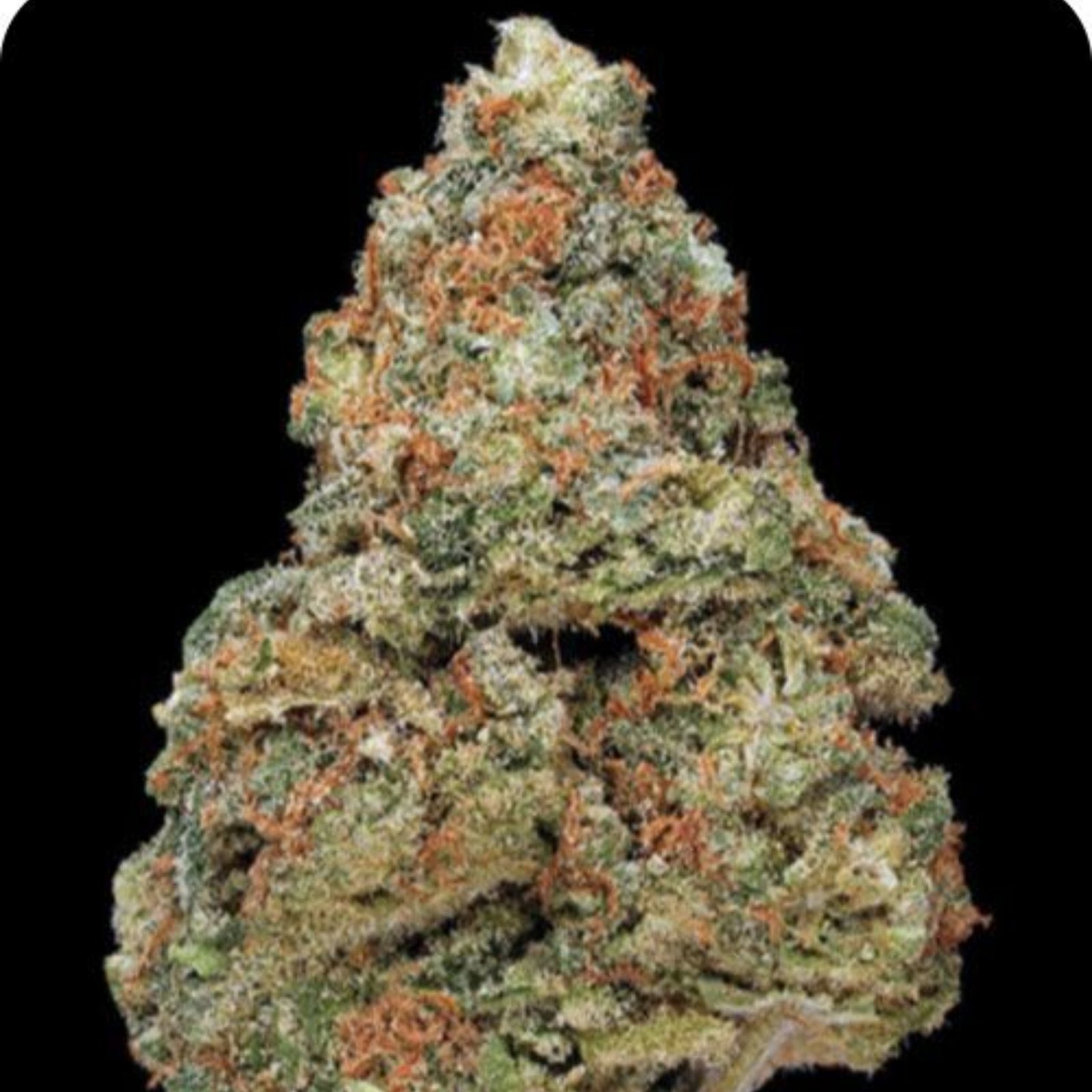 Strain Review