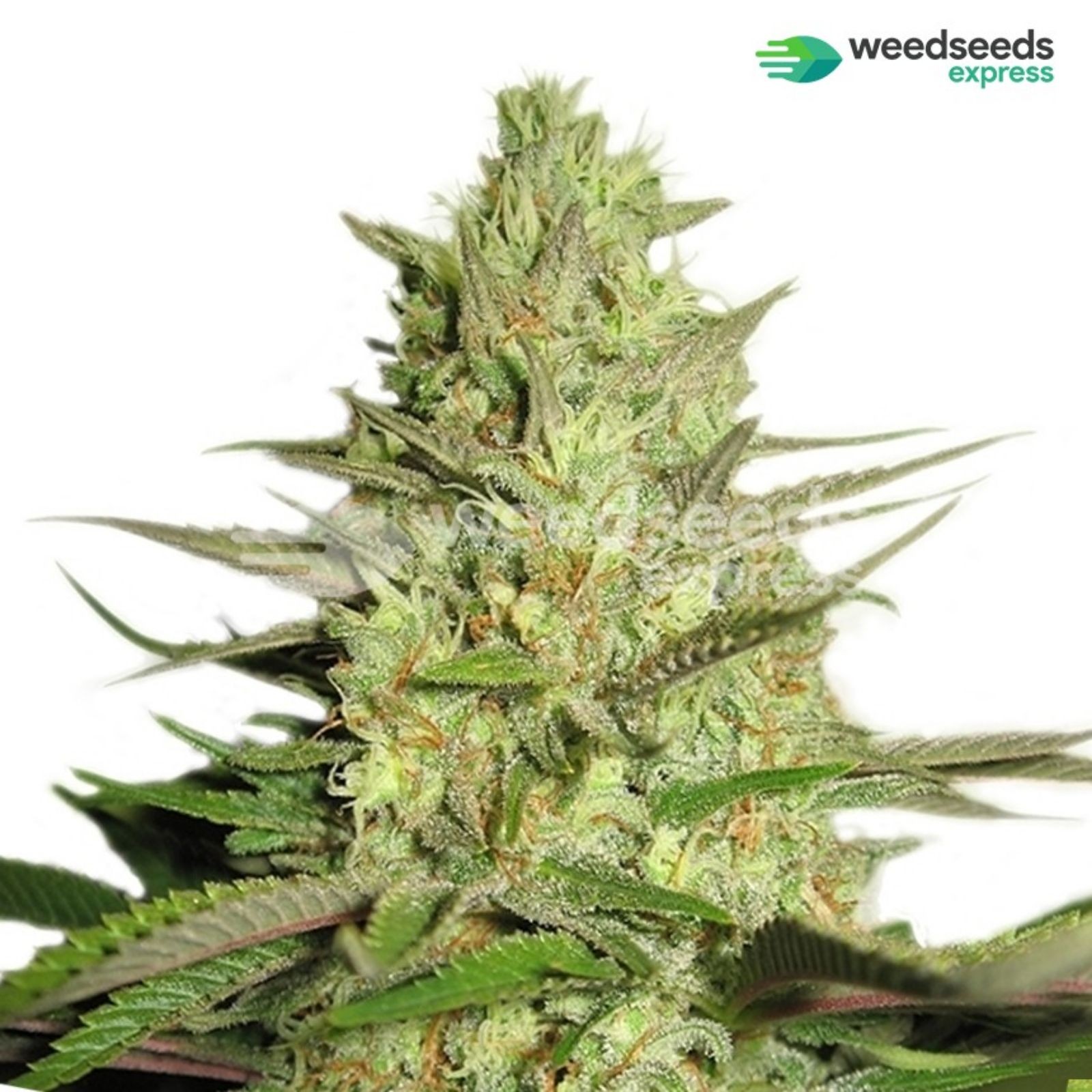 Weedseedsexpress: AK 48 Autoflowering Seeds | Leafly