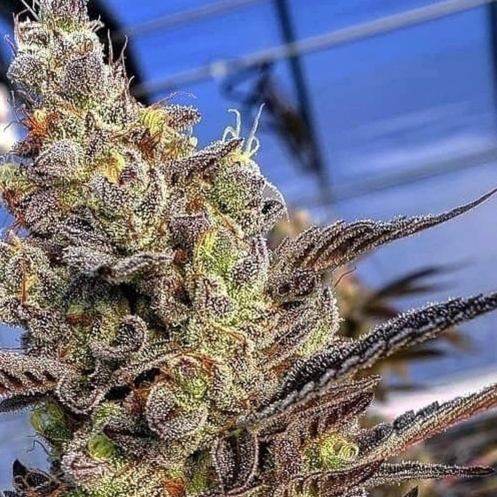 Crypto Cookies Strain Leafly - uq6q1qi