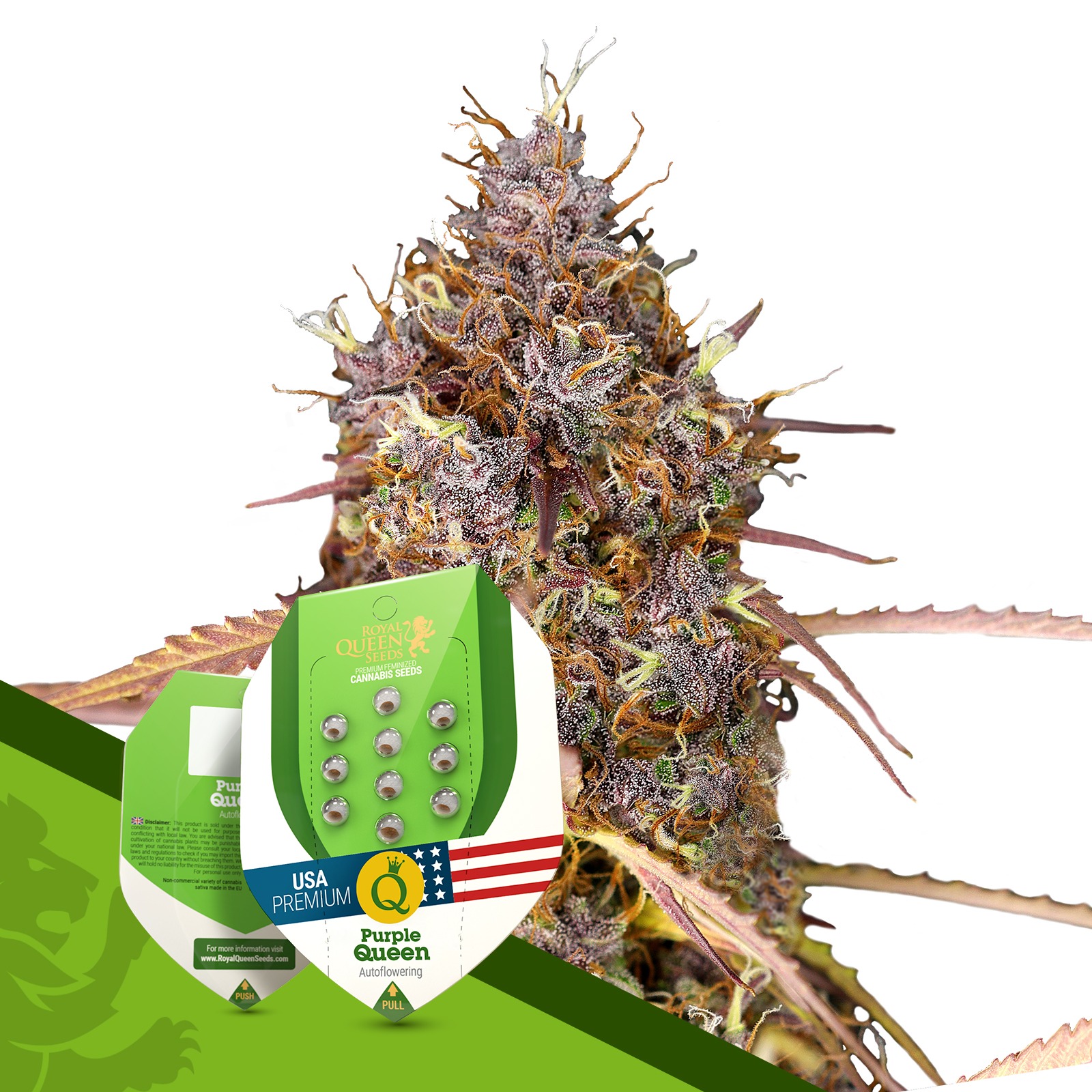 Royal Queen Seeds Purple Queen Automatic Leafly