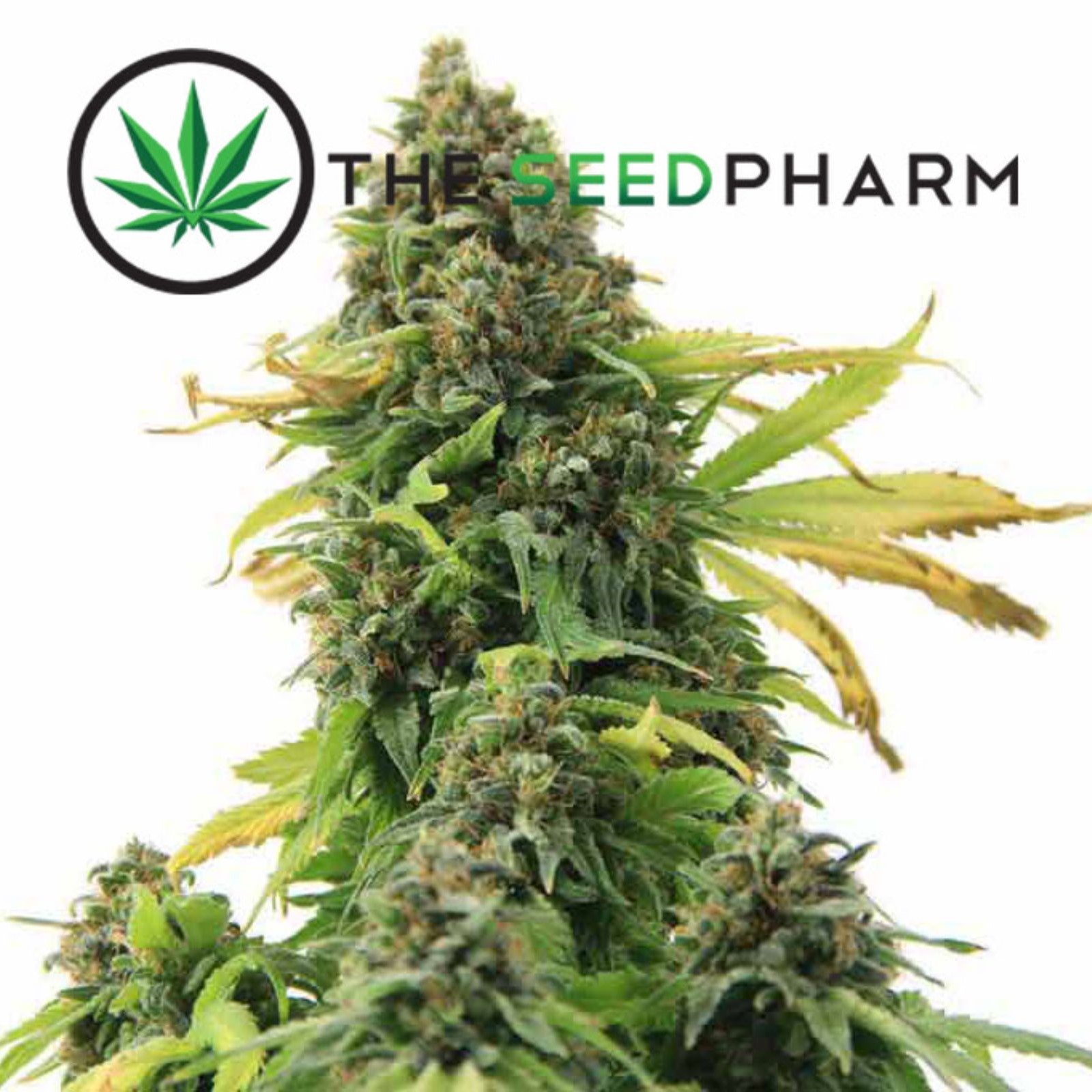 Ice Wreck Marijuana Seeds By Leafly