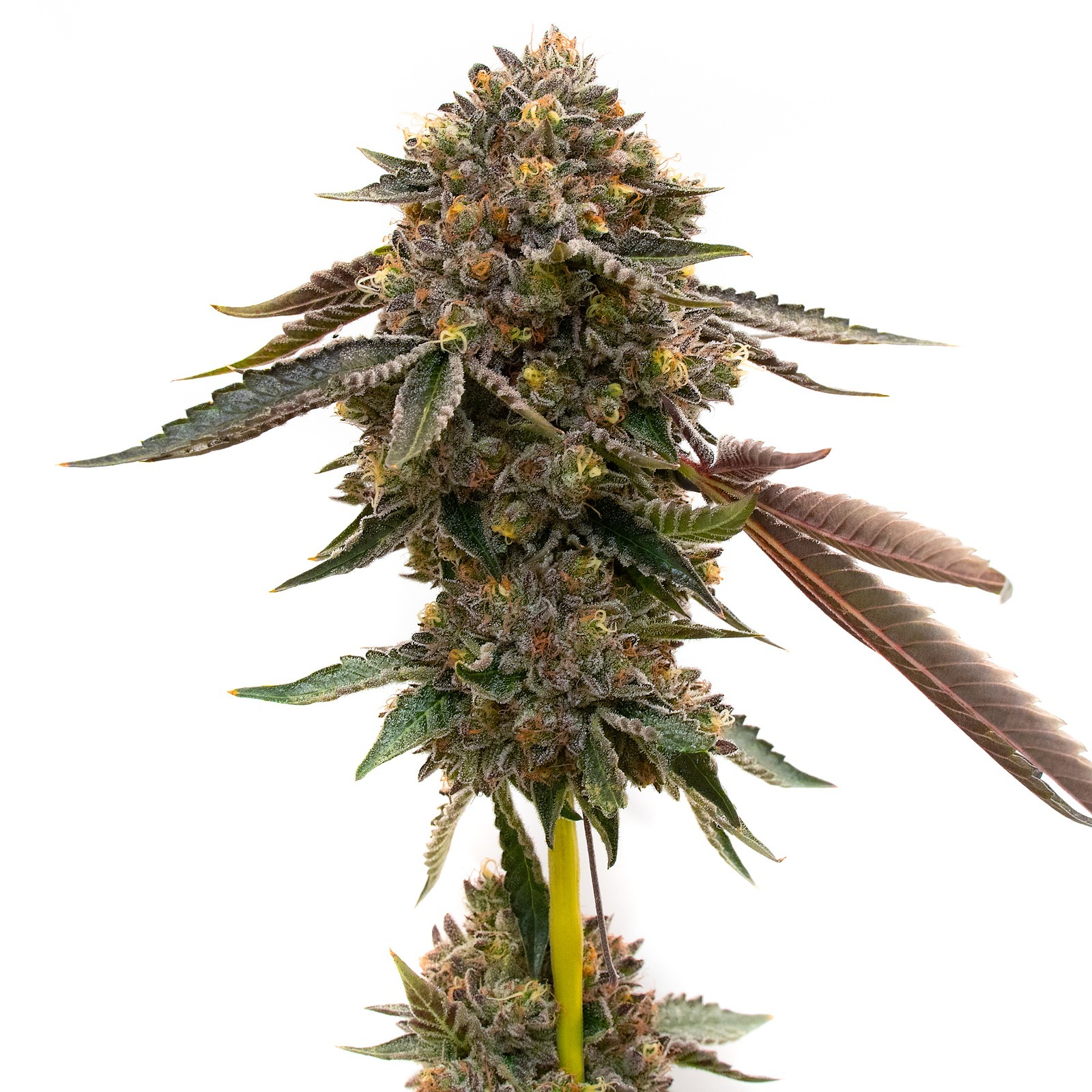 Homegrown Cannabis Co. Mango Smoothie Weed Seeds Leafly