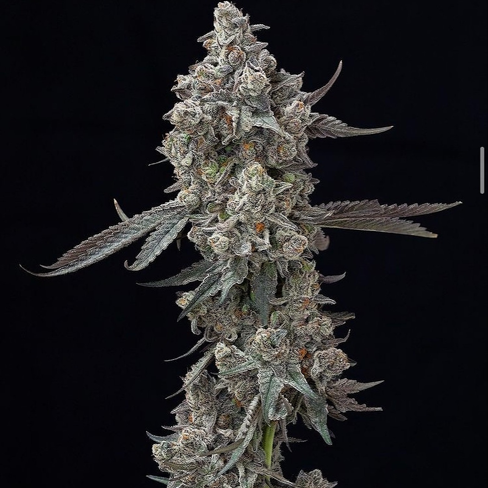 Flowersmith Truffle Cake Leafly