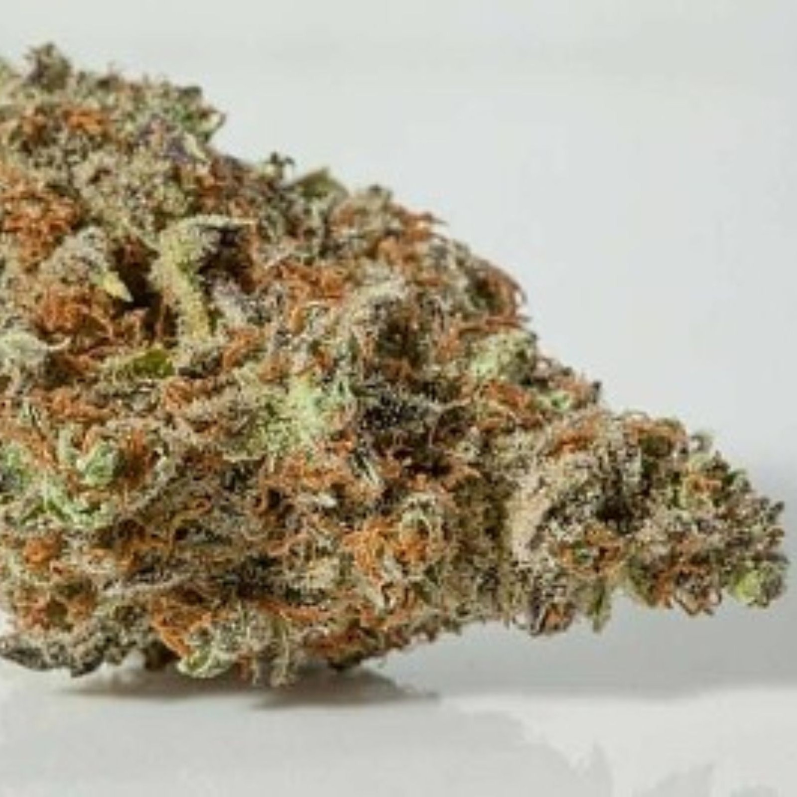 Poppy Flower Orange Creamsicle Leafly