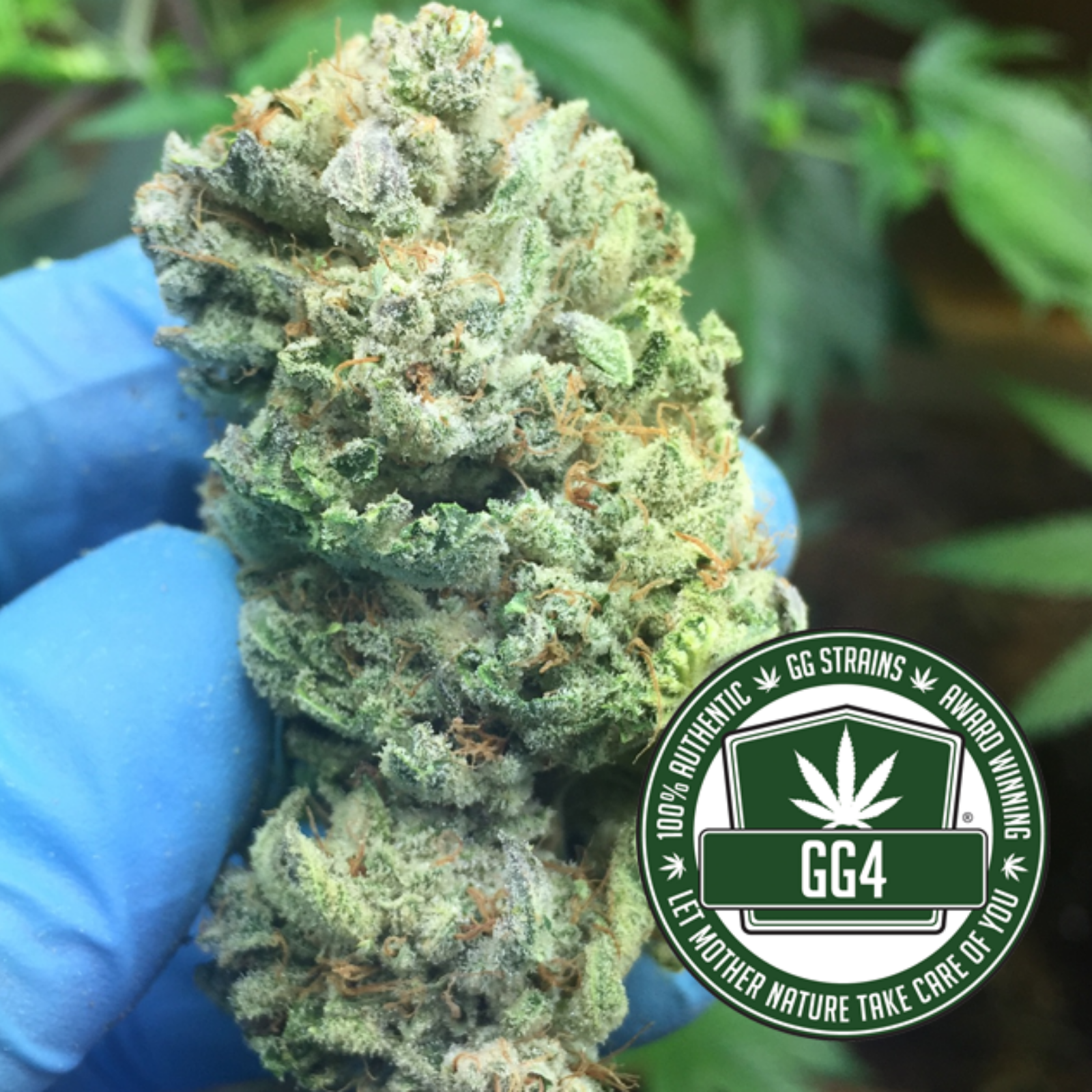 Gorilla Glue #4 S1 Cannabis Seeds - GG4 Strain